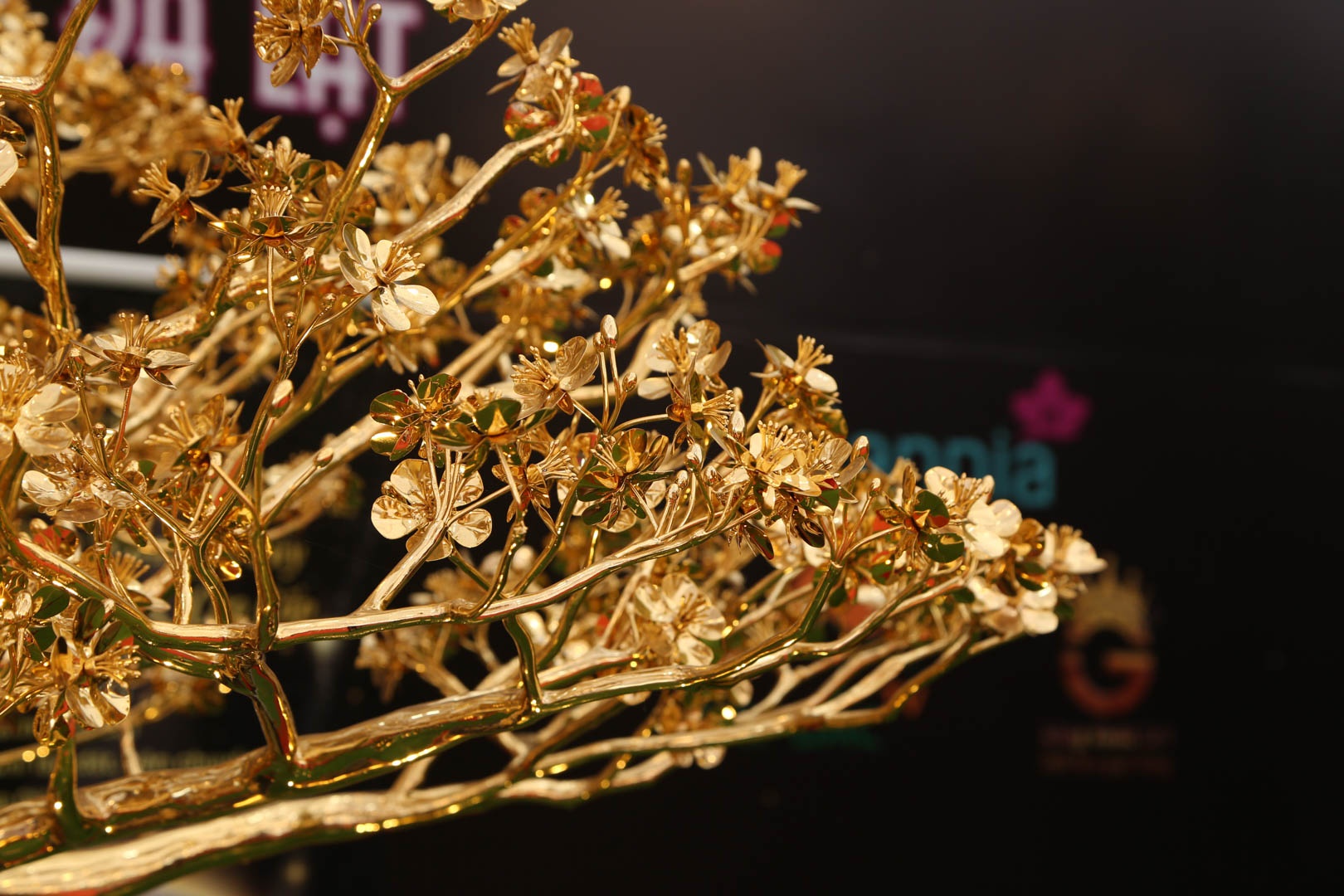 cay mai ma vang anh 3