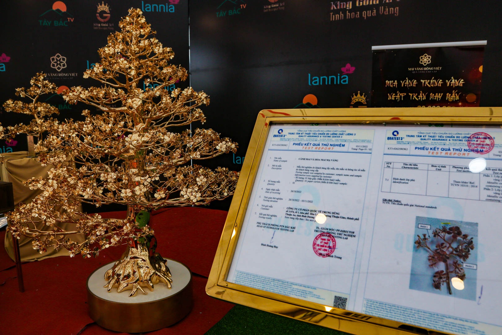 cay mai ma vang anh 4