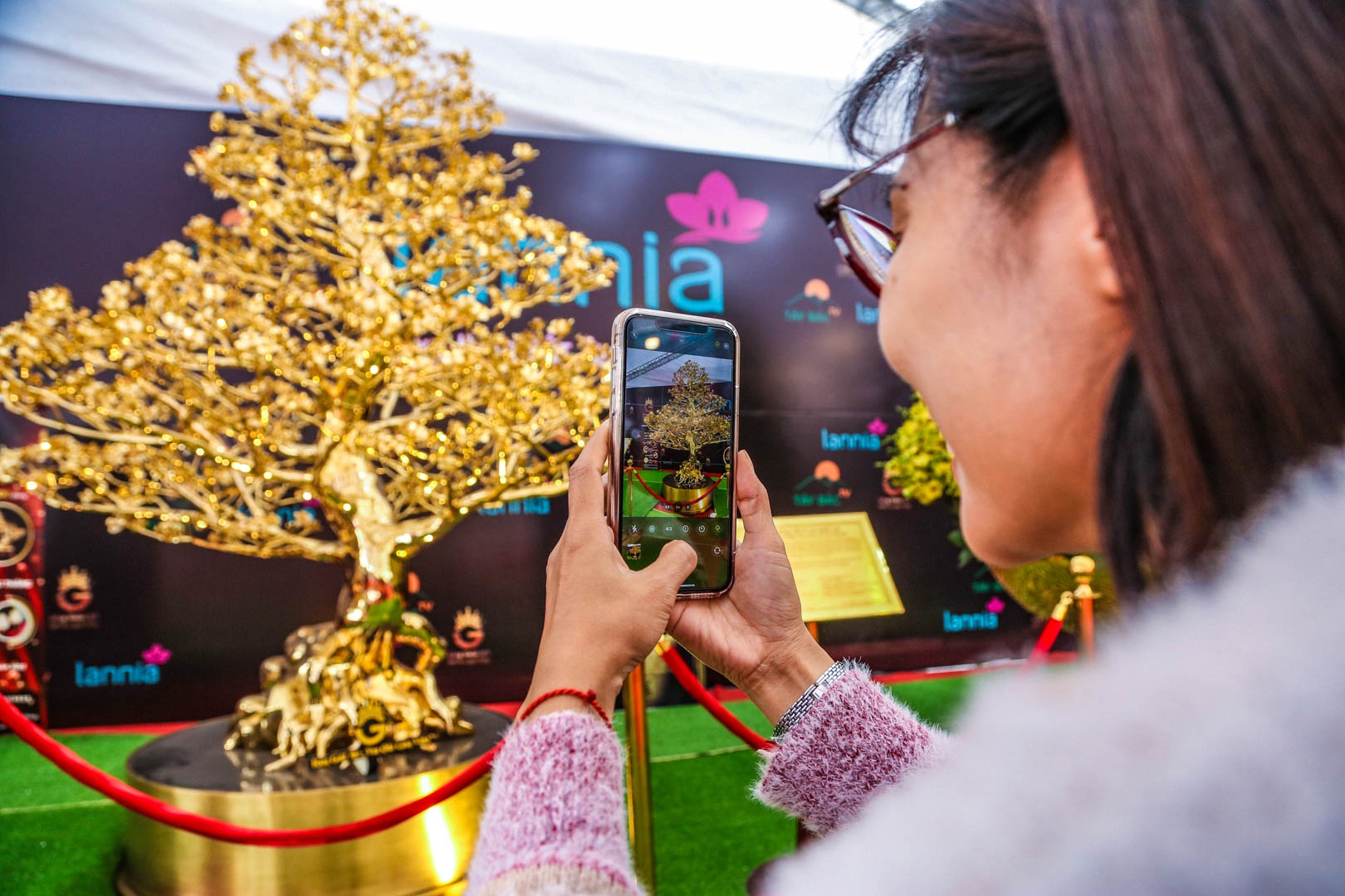 cay mai ma vang anh 5