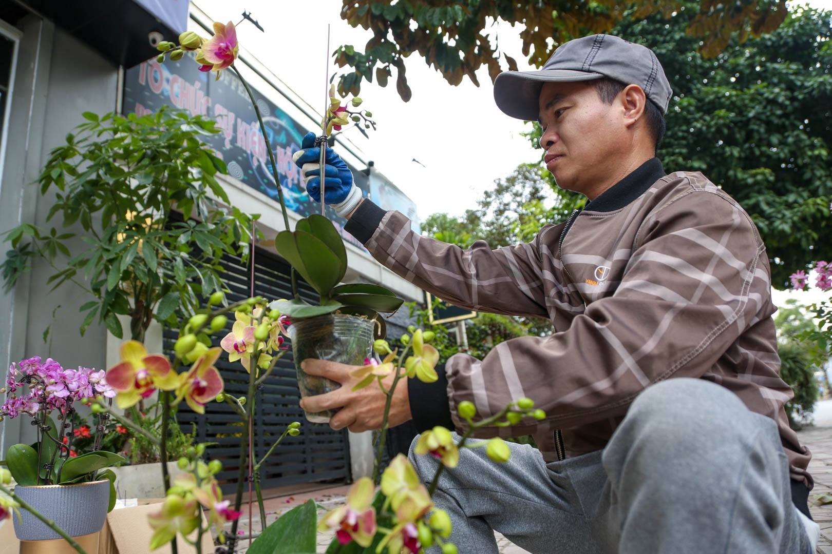 thợ cắm hoa lan ảnh 8 tho cam hoa lan anh 8