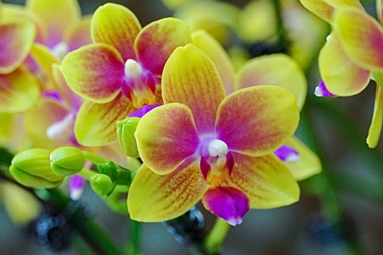 thợ cắm hoa lan ảnh 10 tho cam hoa lan anh 10