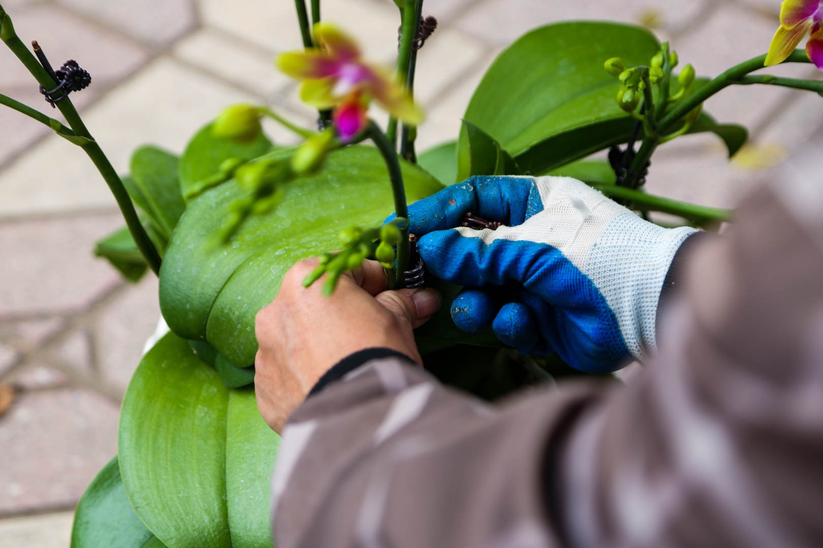 tho cam hoa lan anh 3