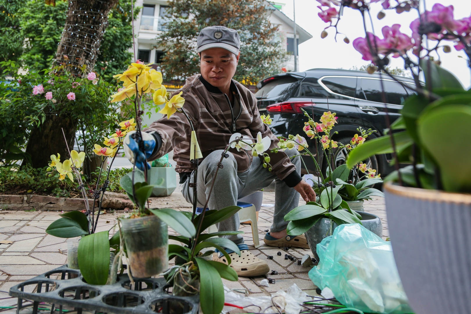 tho cam hoa lan anh 5