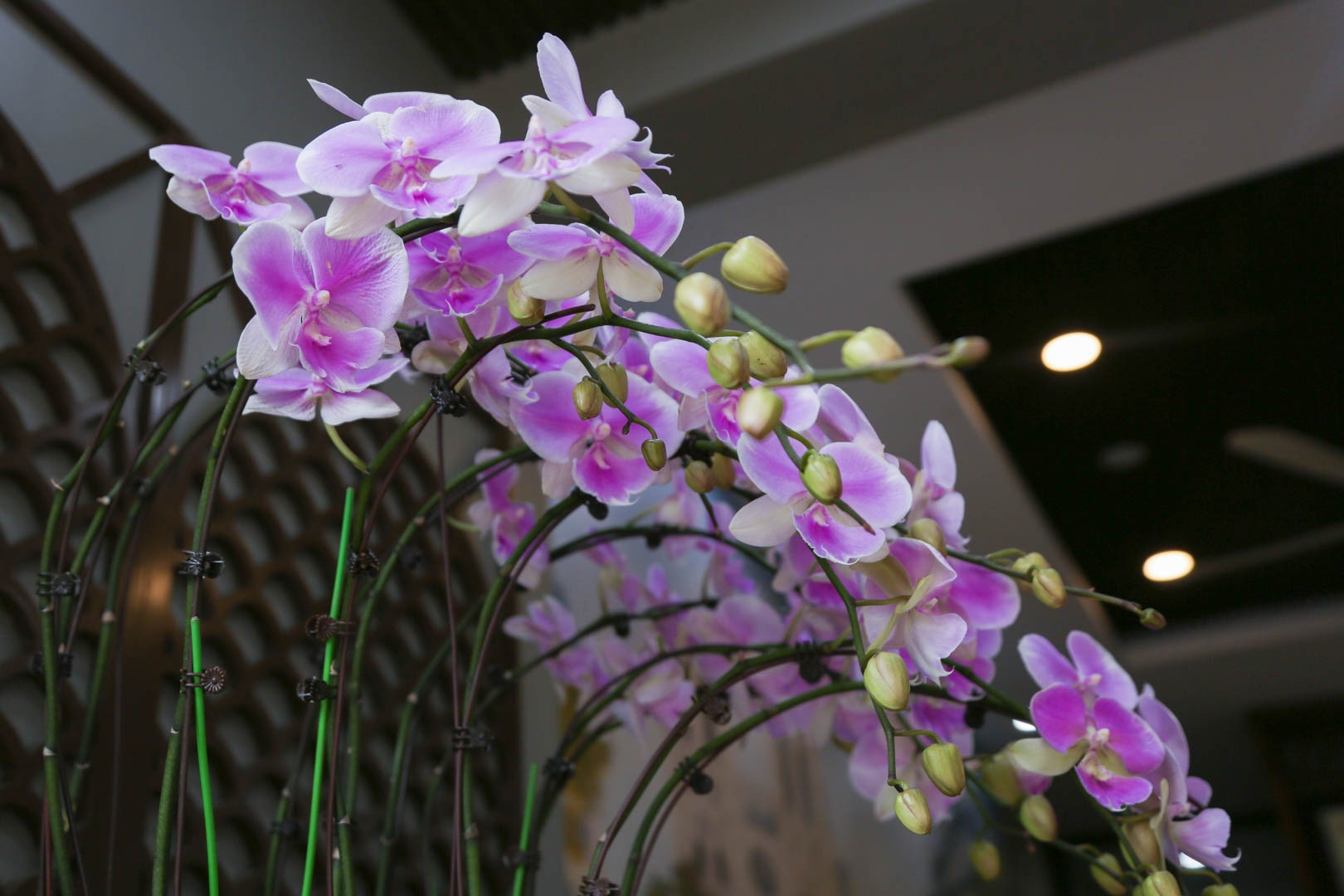 thợ cắm hoa lan ảnh 7 tho cam hoa lan anh 7