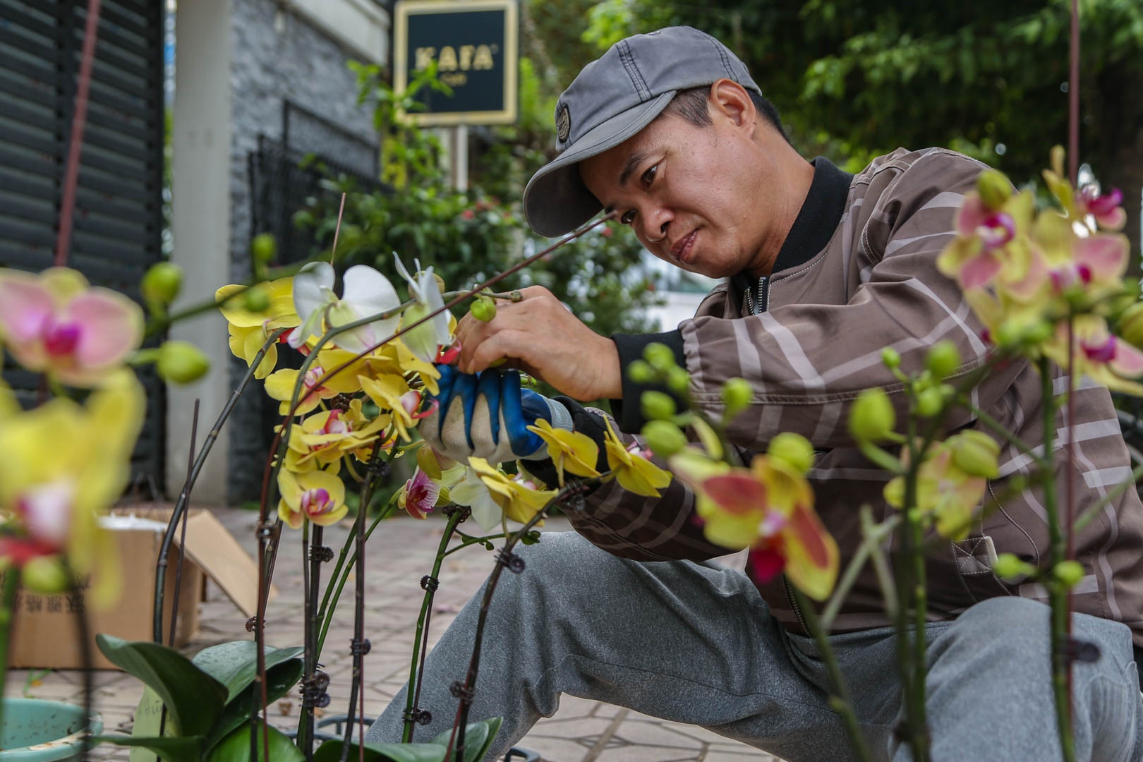 Bo tui 60 trieu nho cam lan ho diep dip Tet o Ha Noi hinh anh