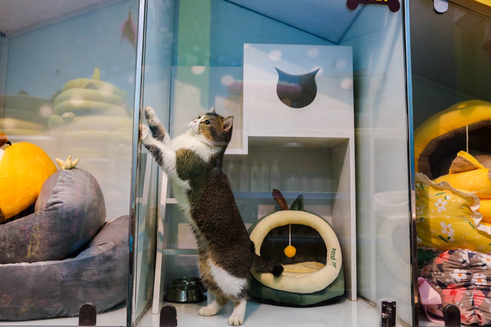 cham soc thu cung anh 10