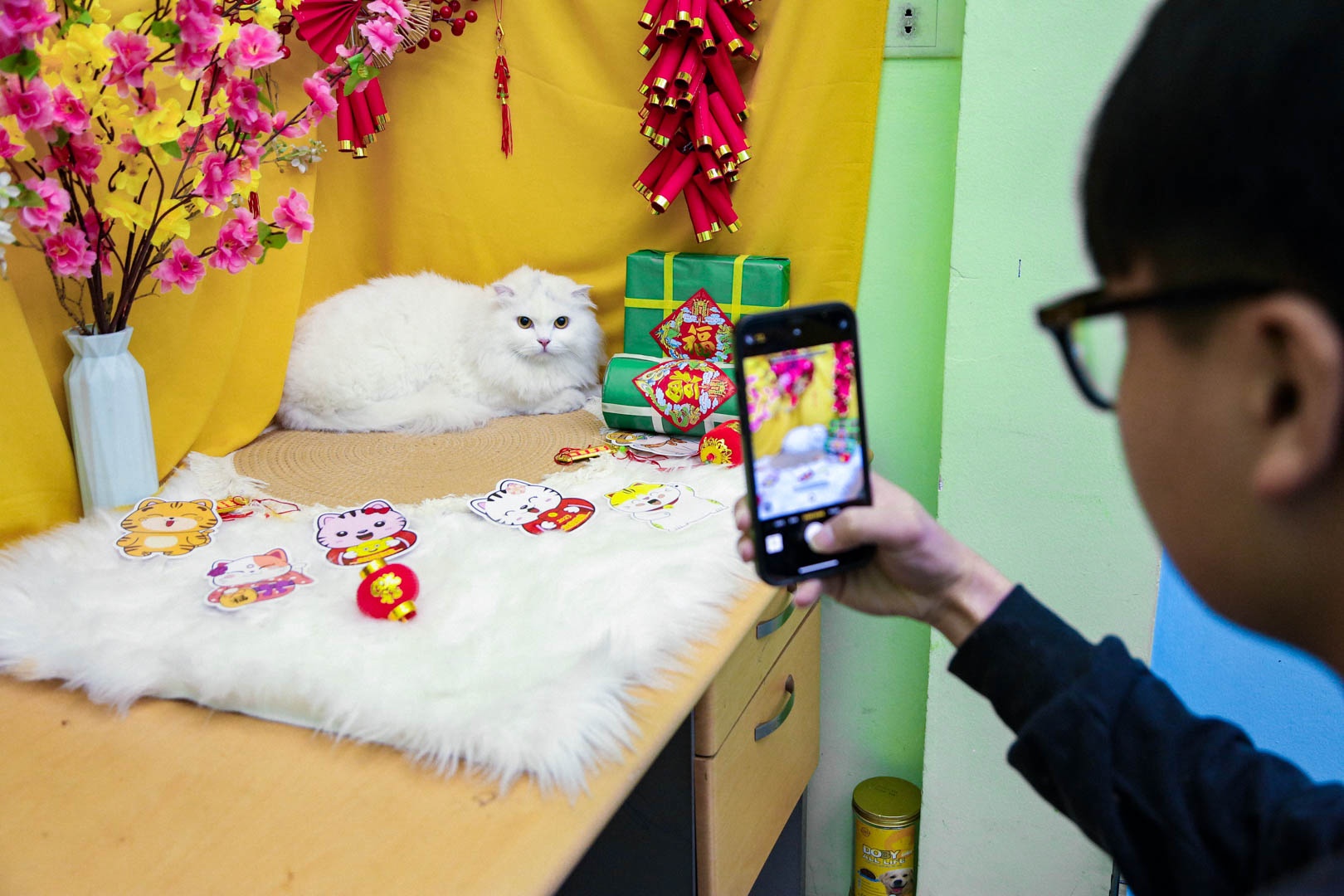 cham soc thu cung anh 11