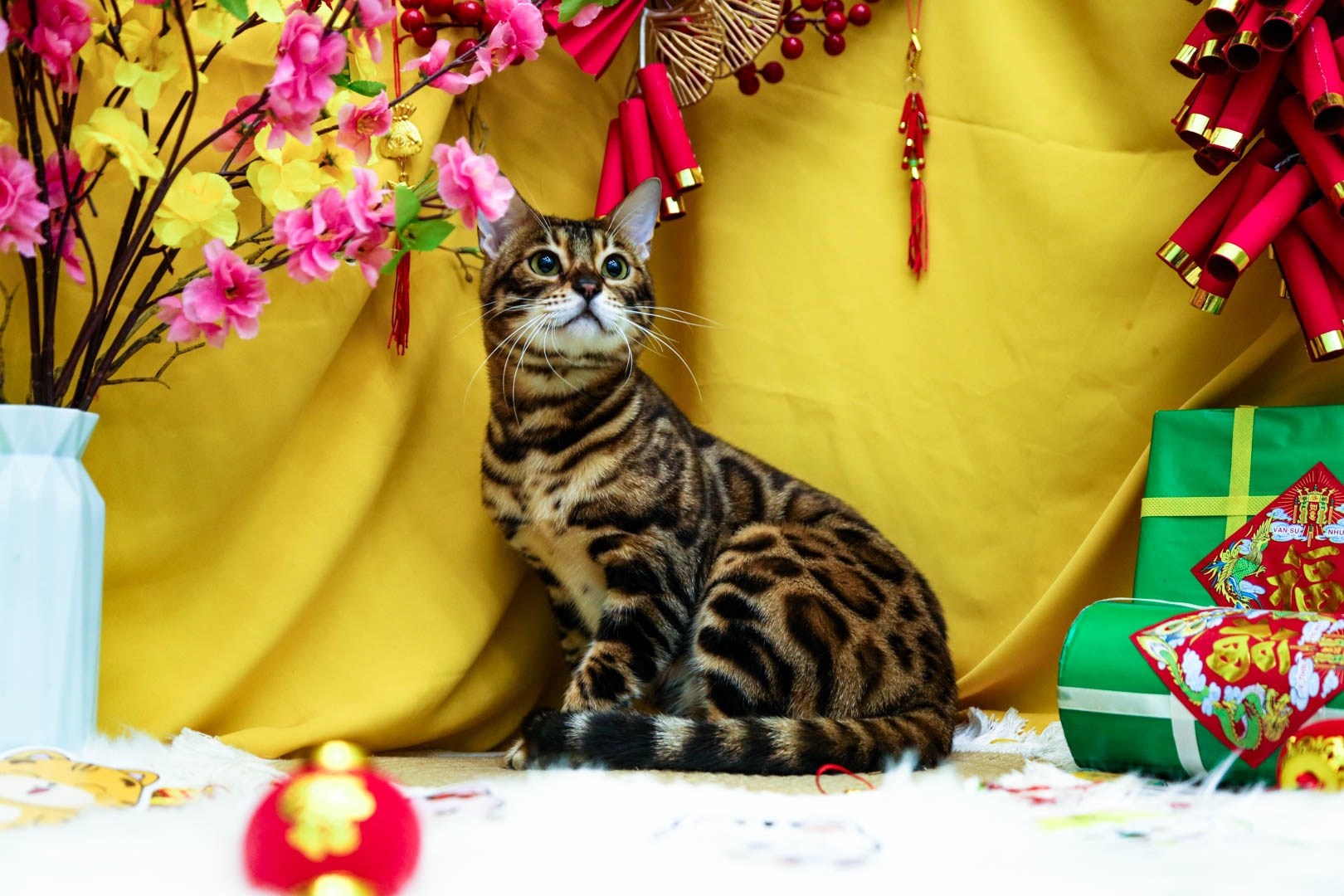 cham soc thu cung anh 12