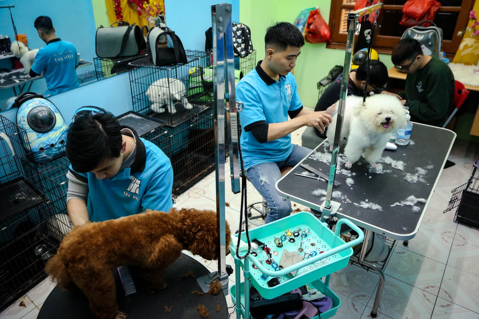 cham soc thu cung anh 1