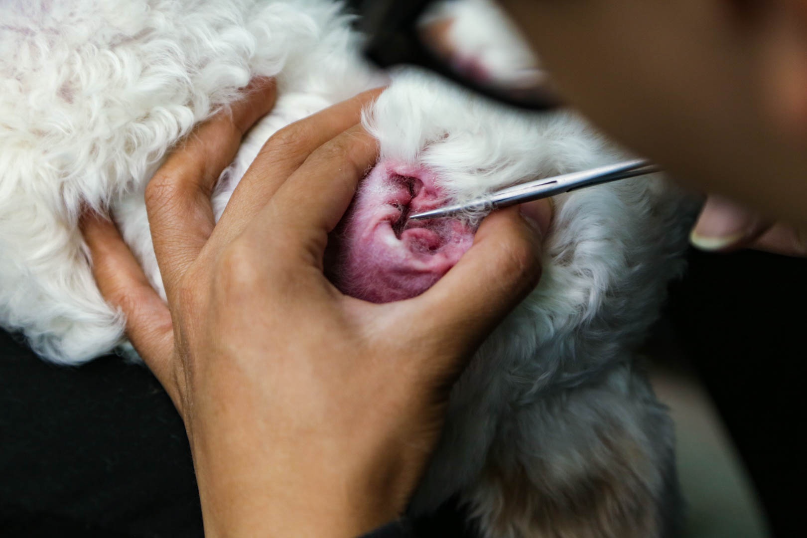 cham soc thu cung anh 5