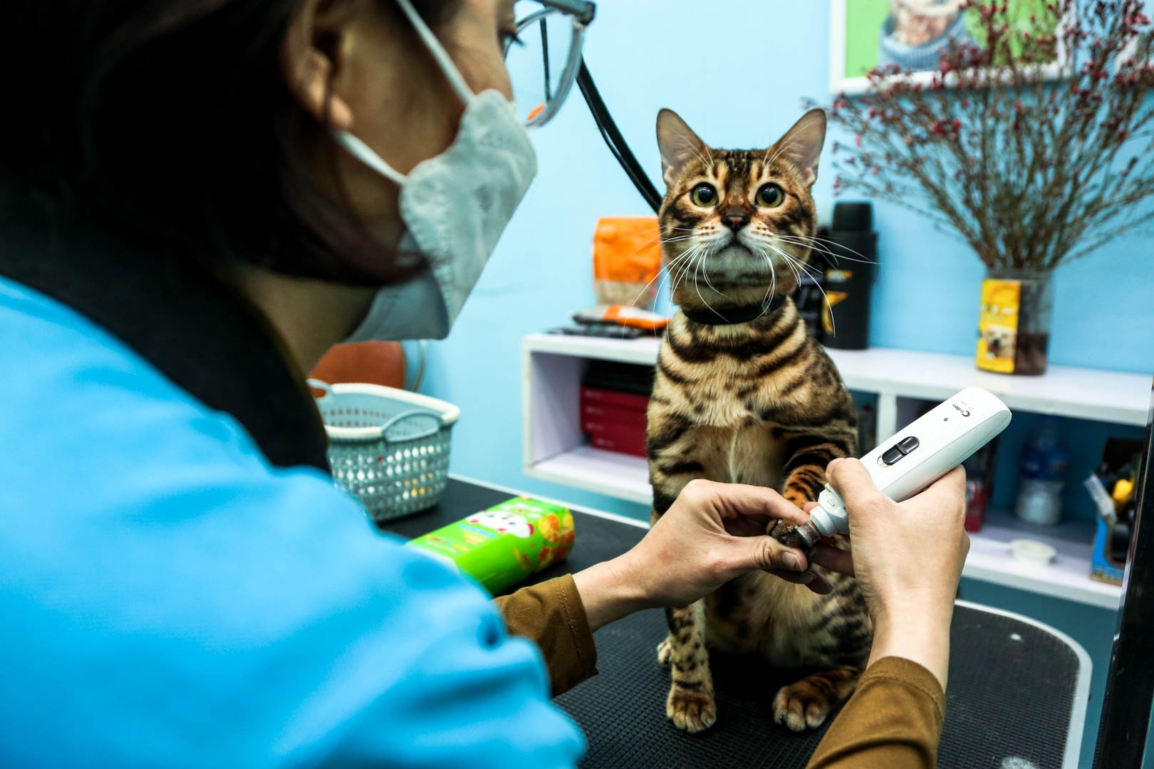 cham soc thu cung anh 6