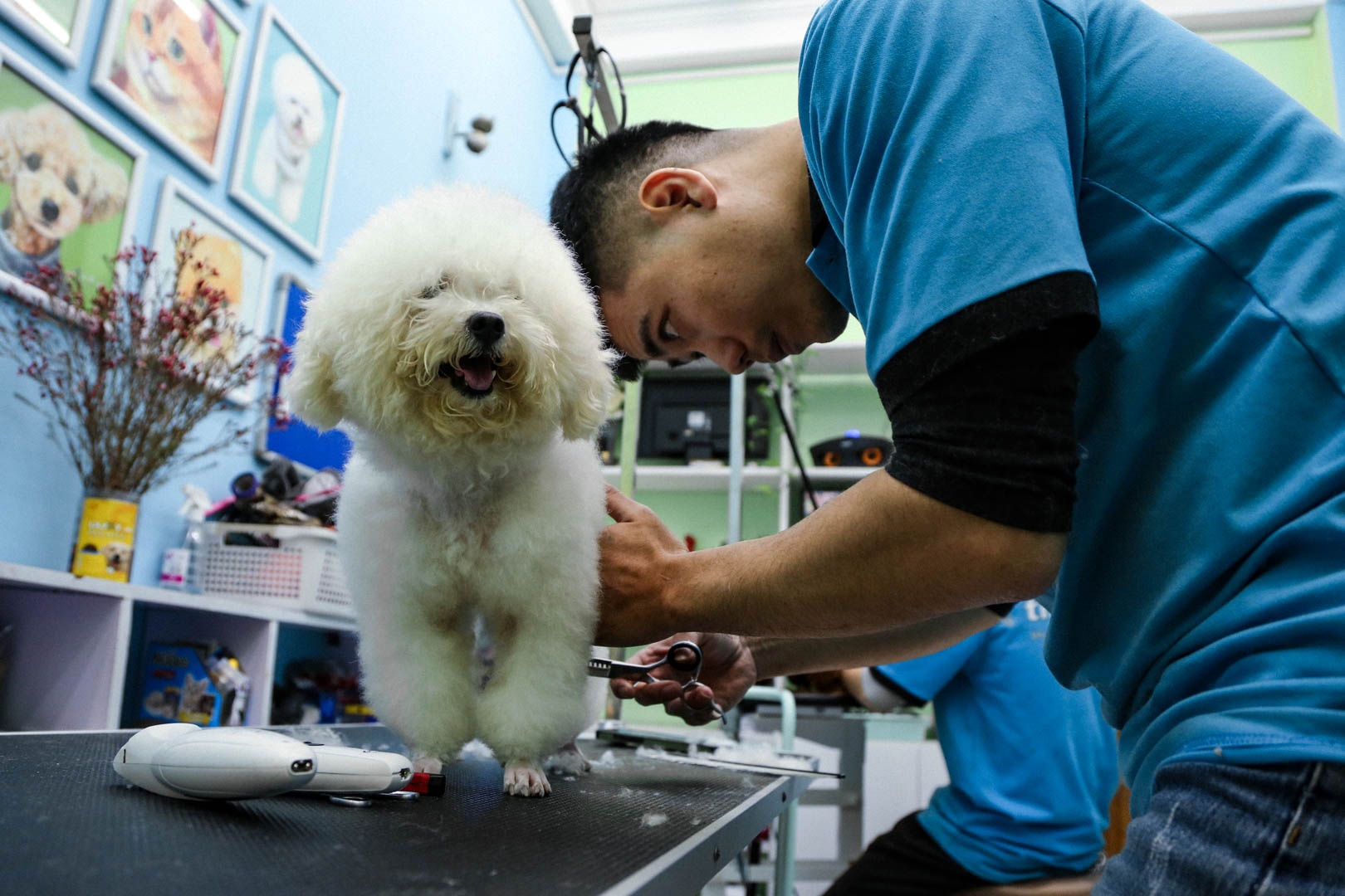 cham soc thu cung anh 8