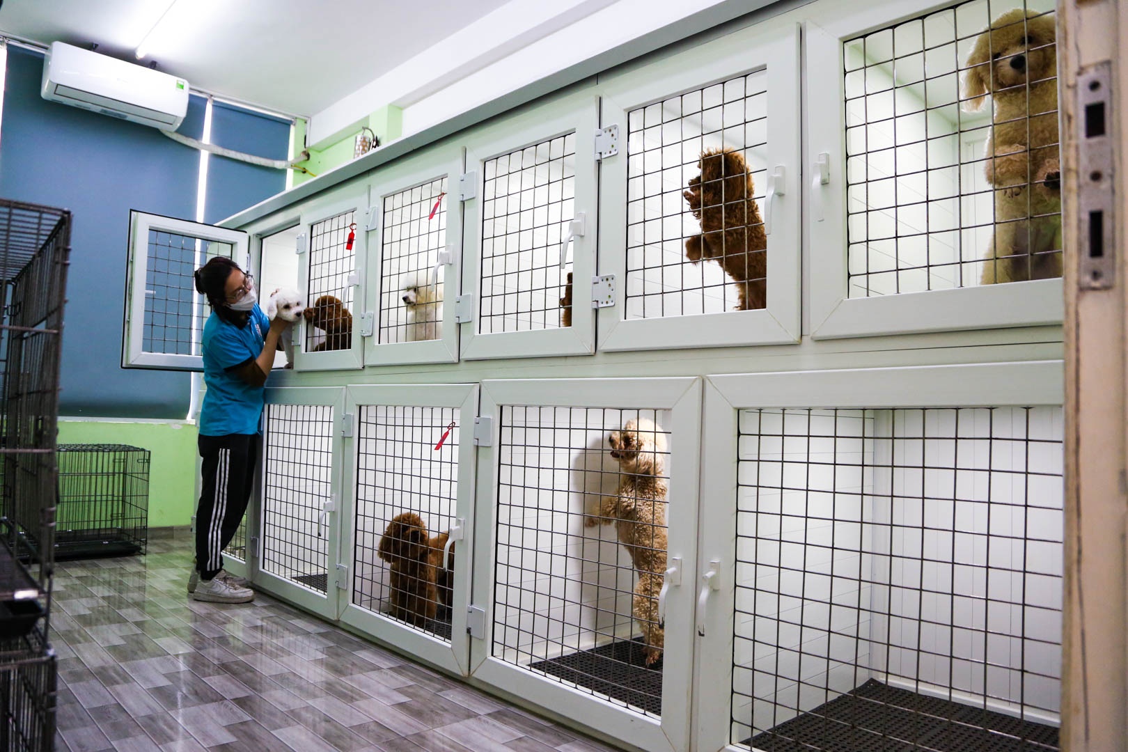 cham soc thu cung anh 9