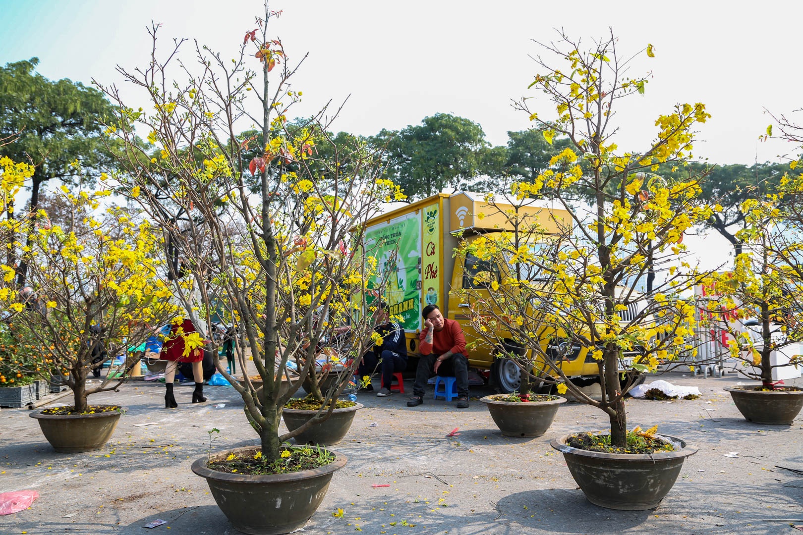 chặt đào ngày 30 Tết ảnh 13 chat dao ngay 30 Tet anh 13