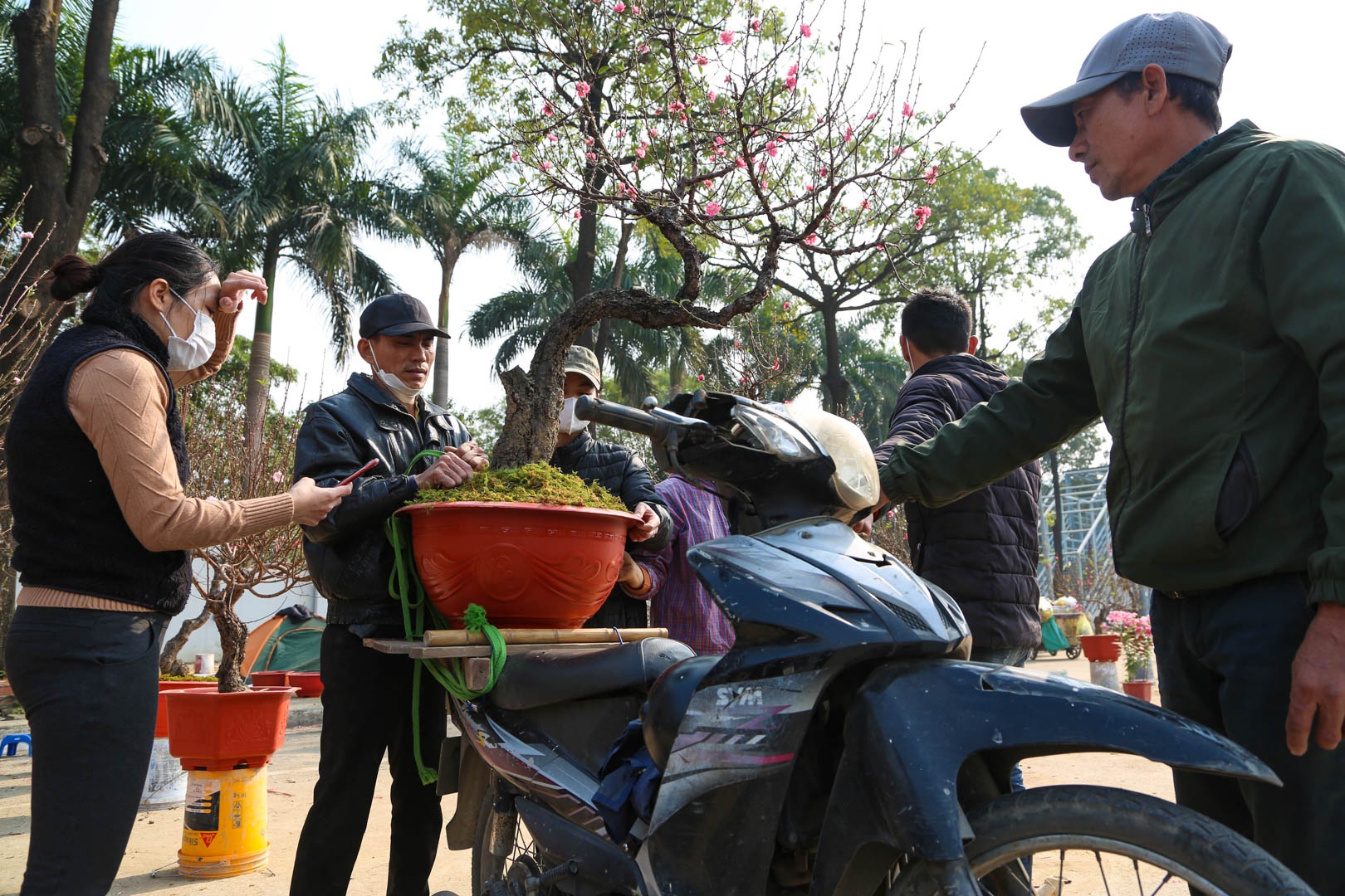 chặt đào ngày 30 Tết ảnh 7 chat dao ngay 30 Tet anh 7