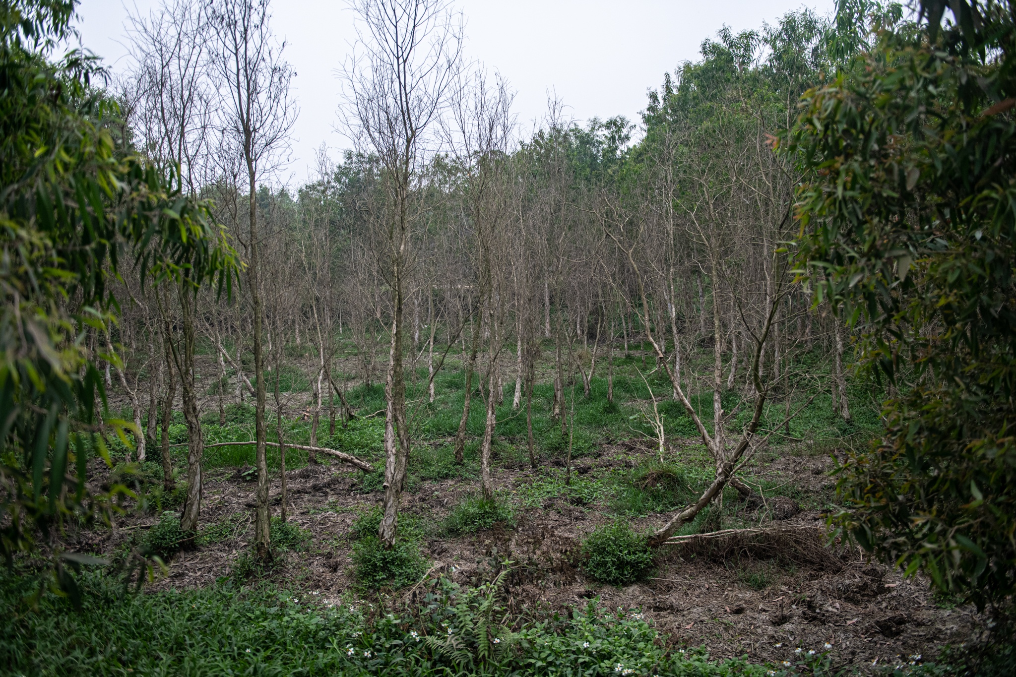 Chan xe rac Nam Son anh 8