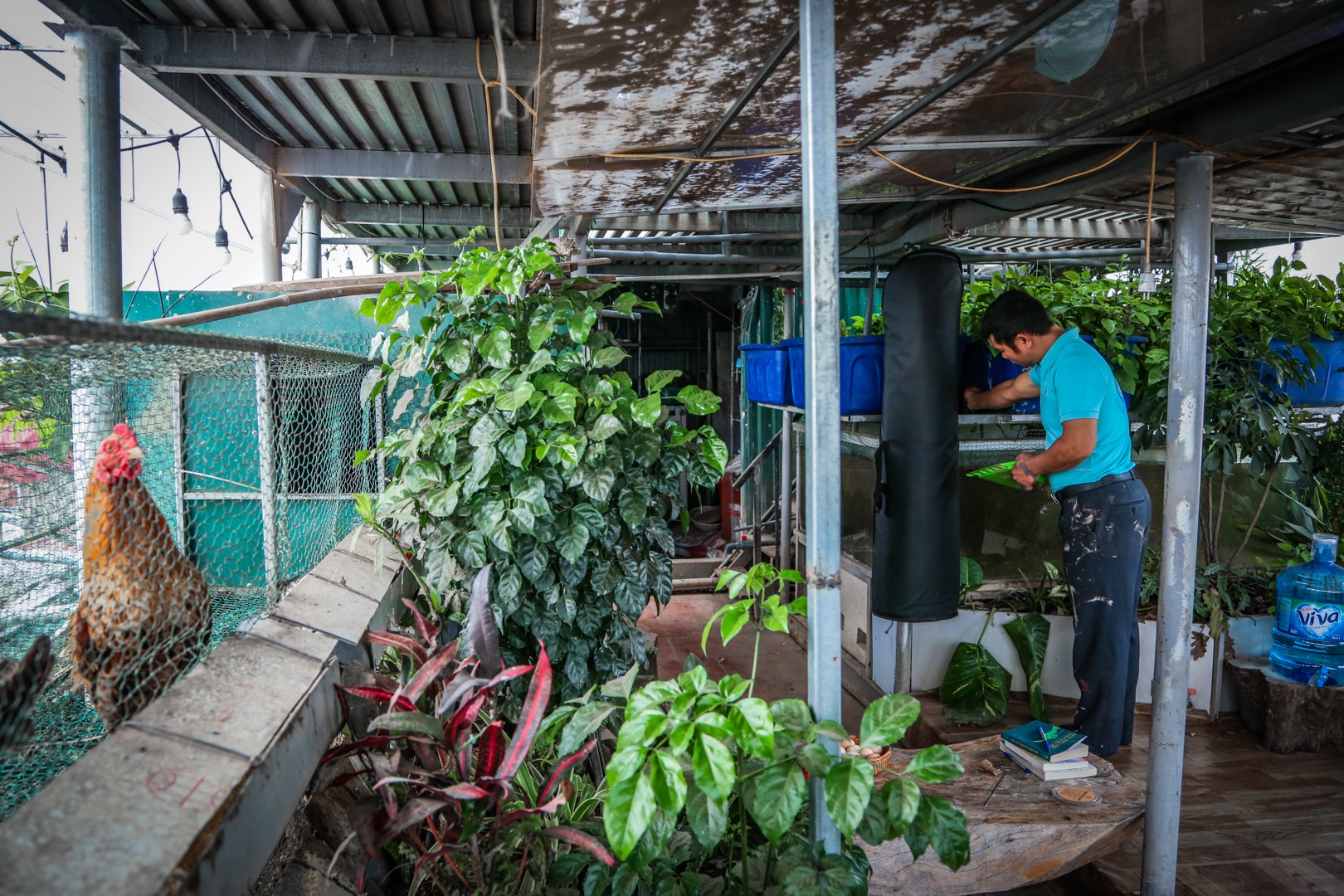 vuon tren san thuong anh 10