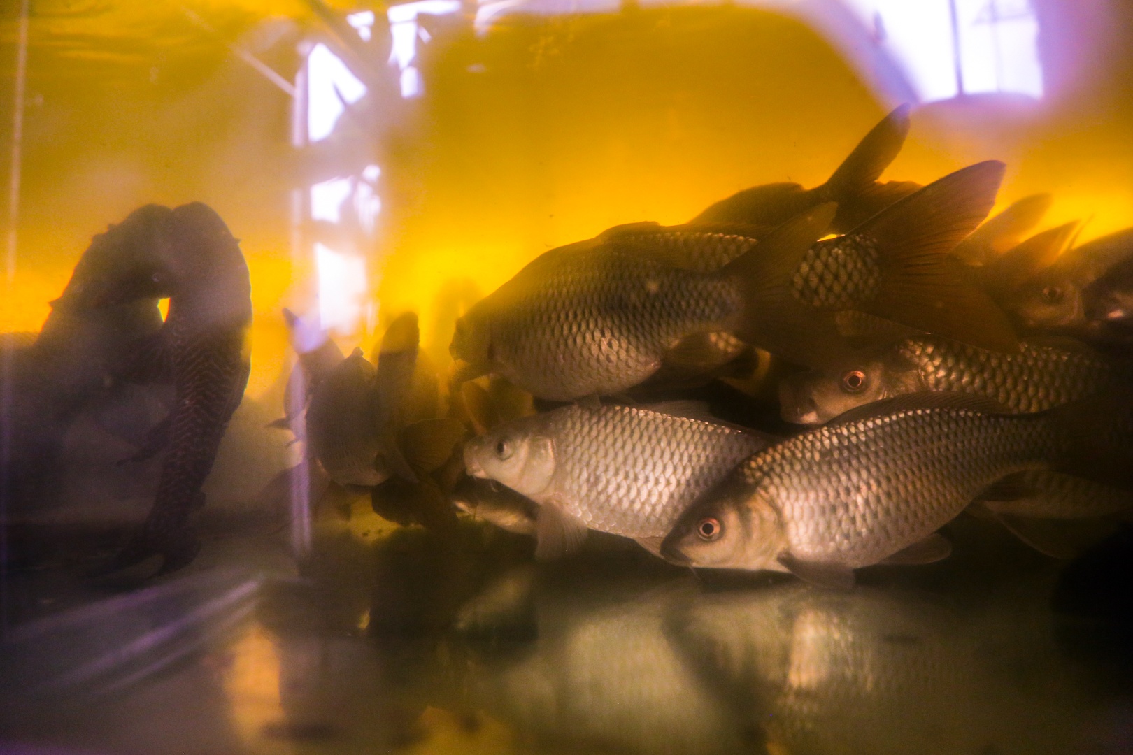 vuon tren san thuong anh 12