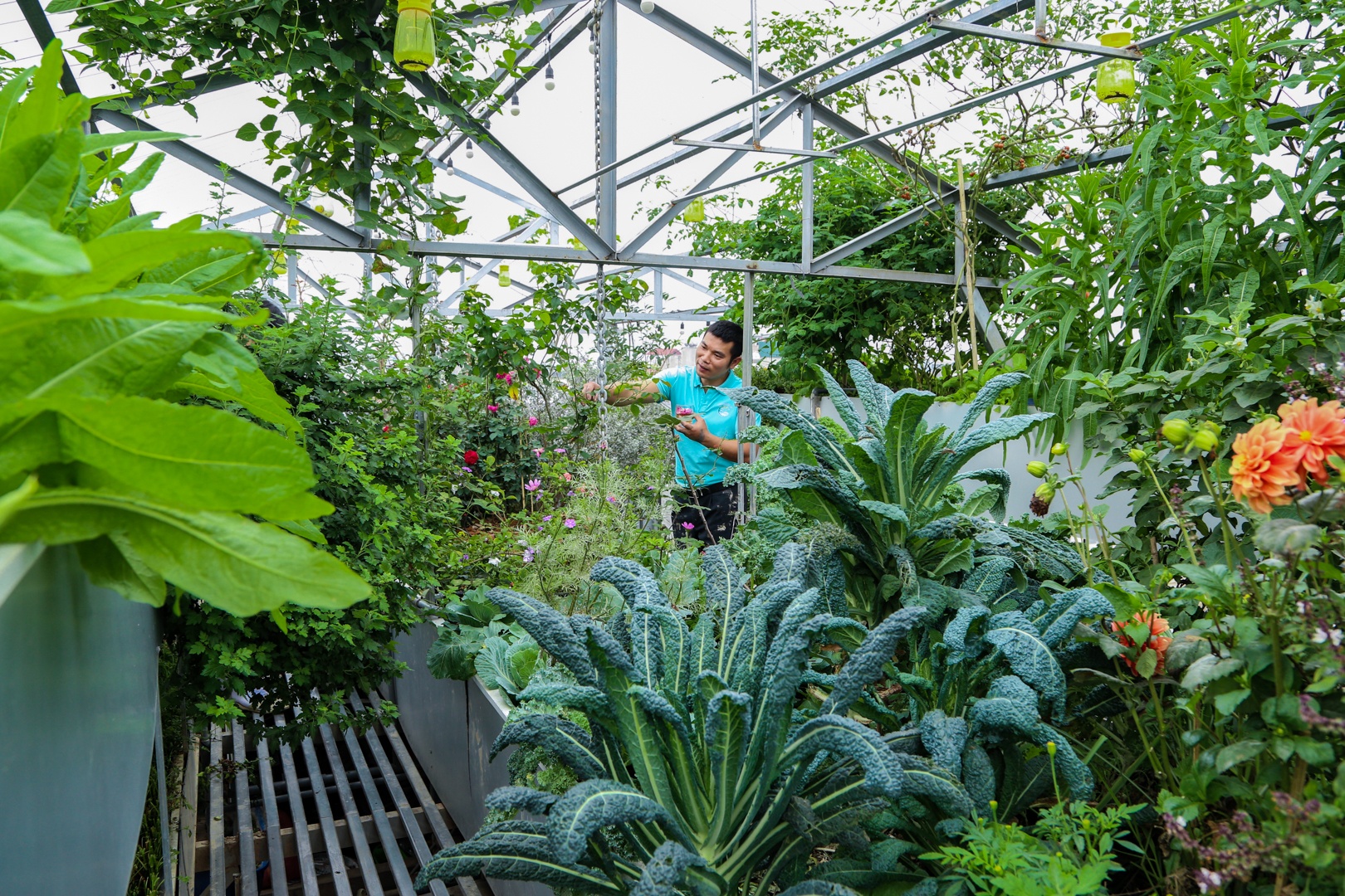 Trong rau, nuoi ca tren noc nha 5 tang hinh anh