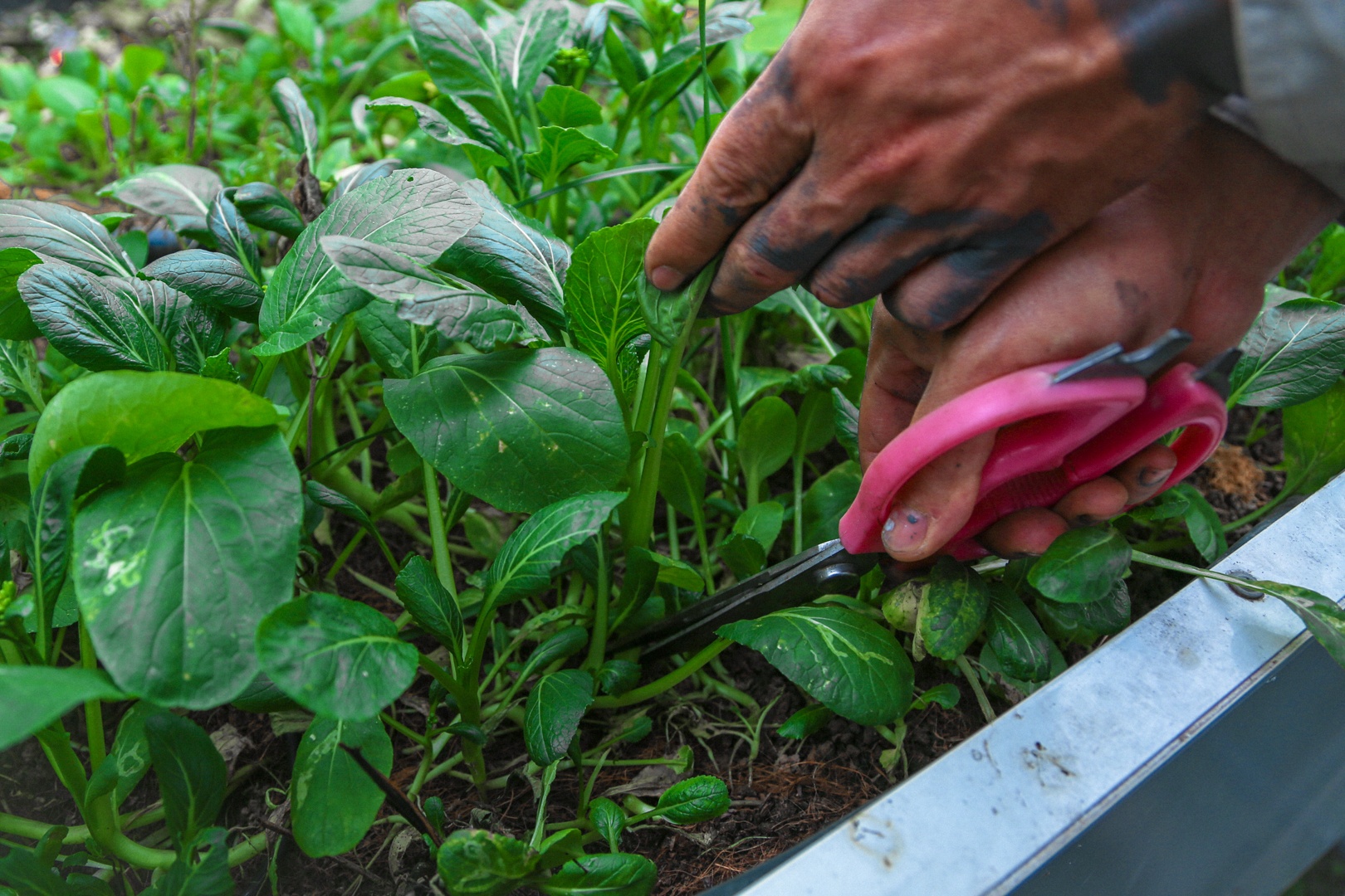 vuon tren san thuong anh 4