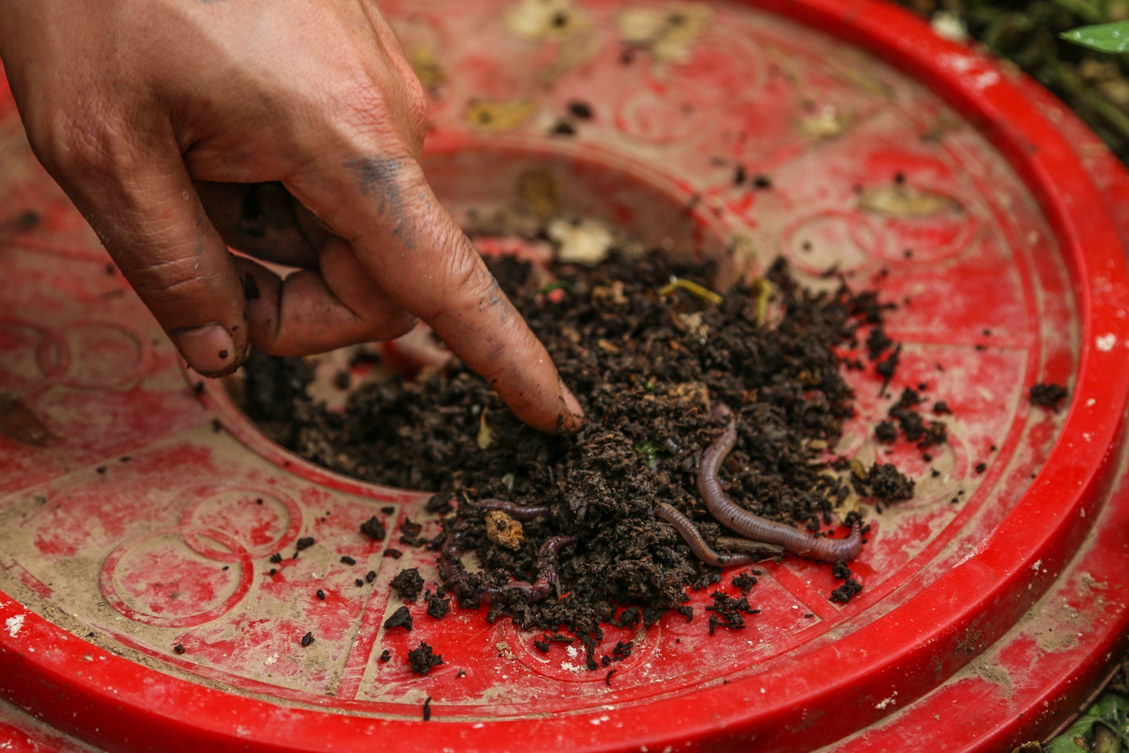 vuon tren san thuong anh 6