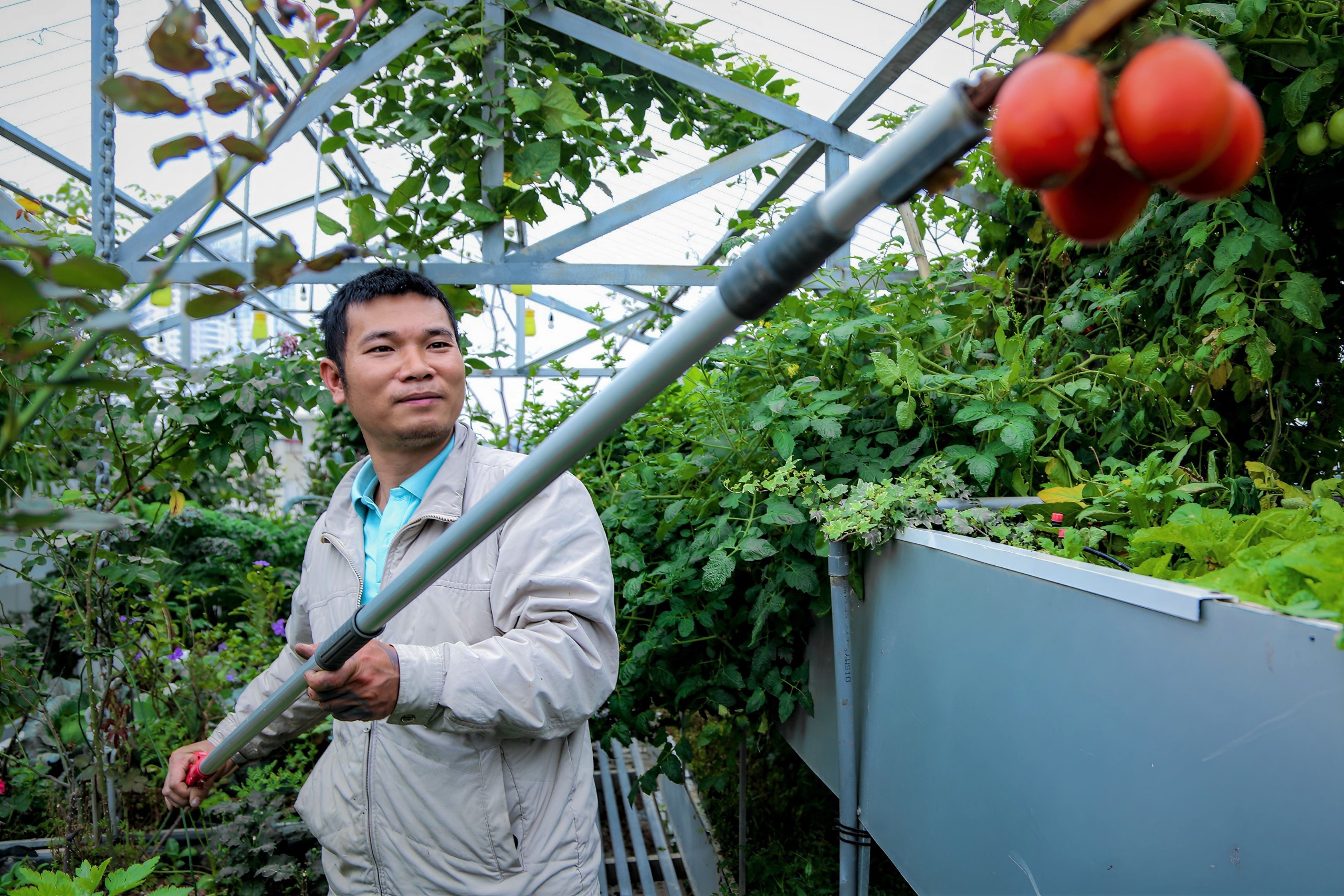 vuon tren san thuong anh 7