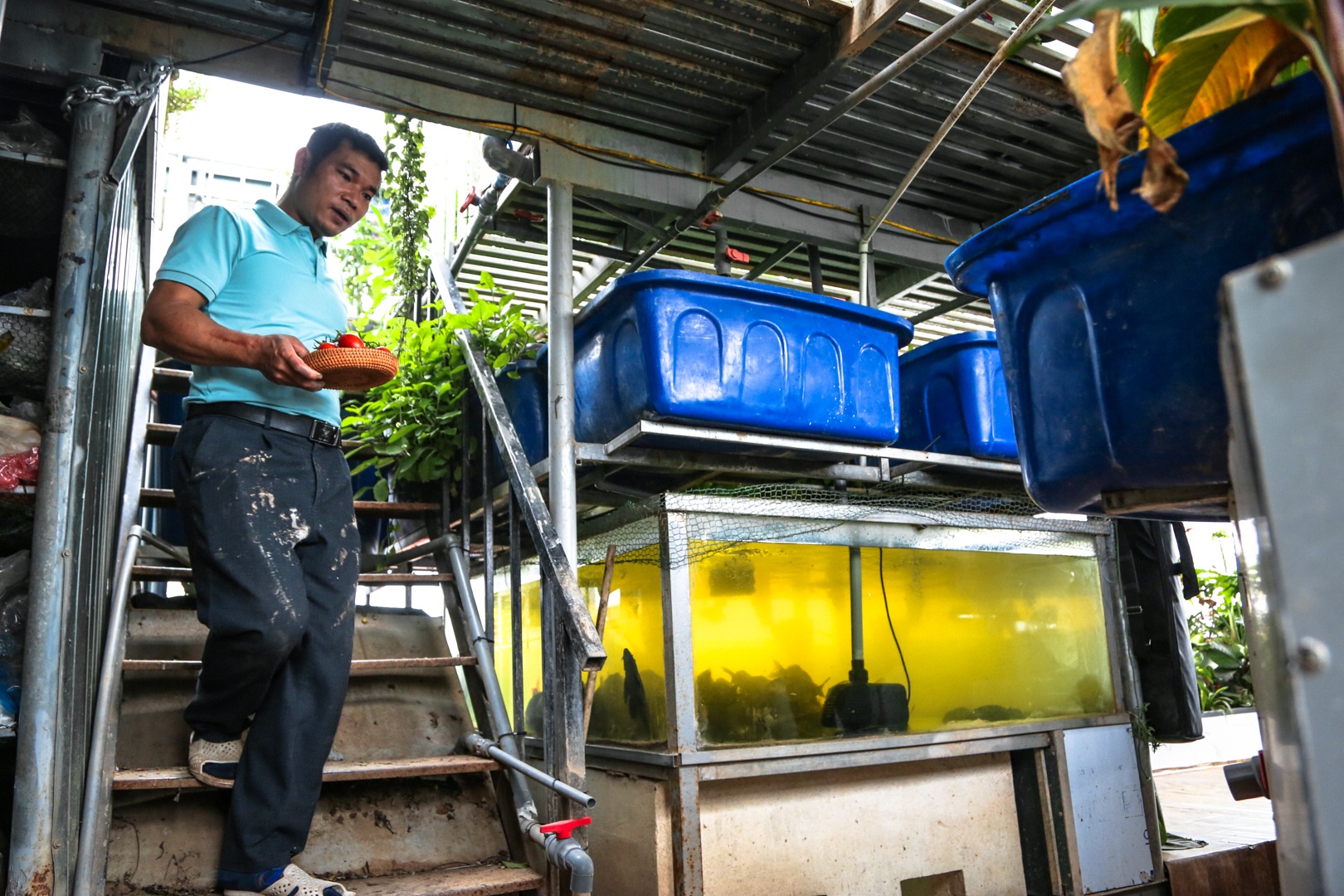 vuon tren san thuong anh 9