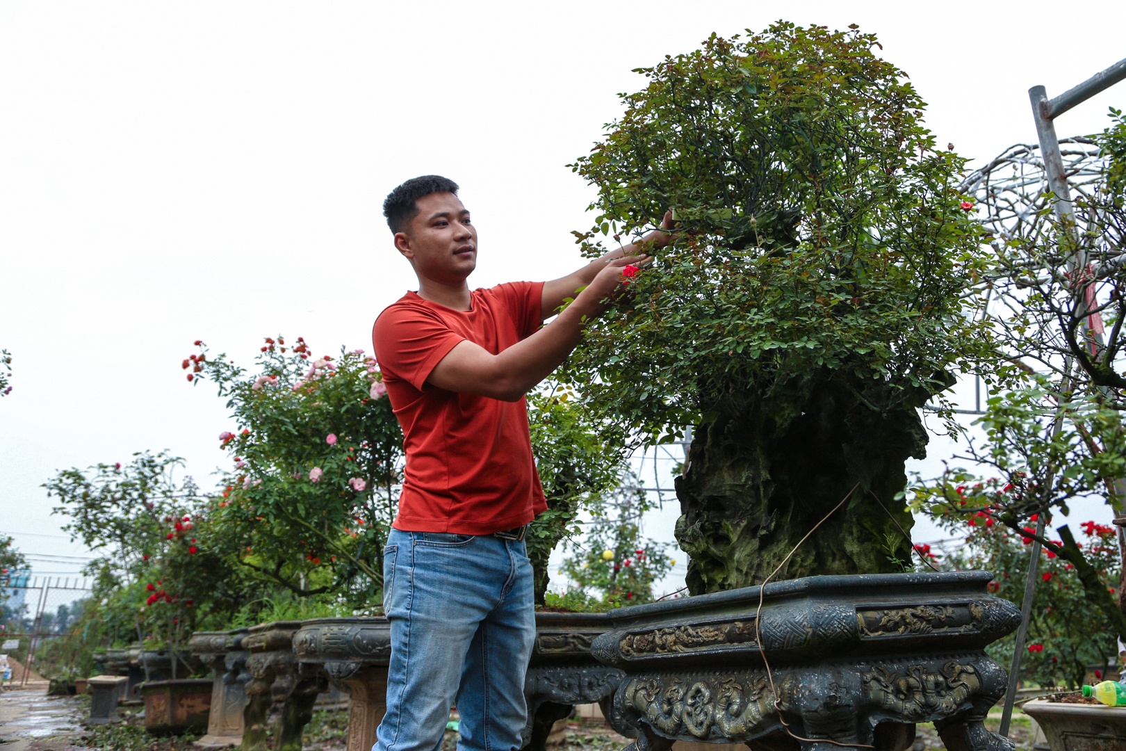 hoa hong bonsai anh 1