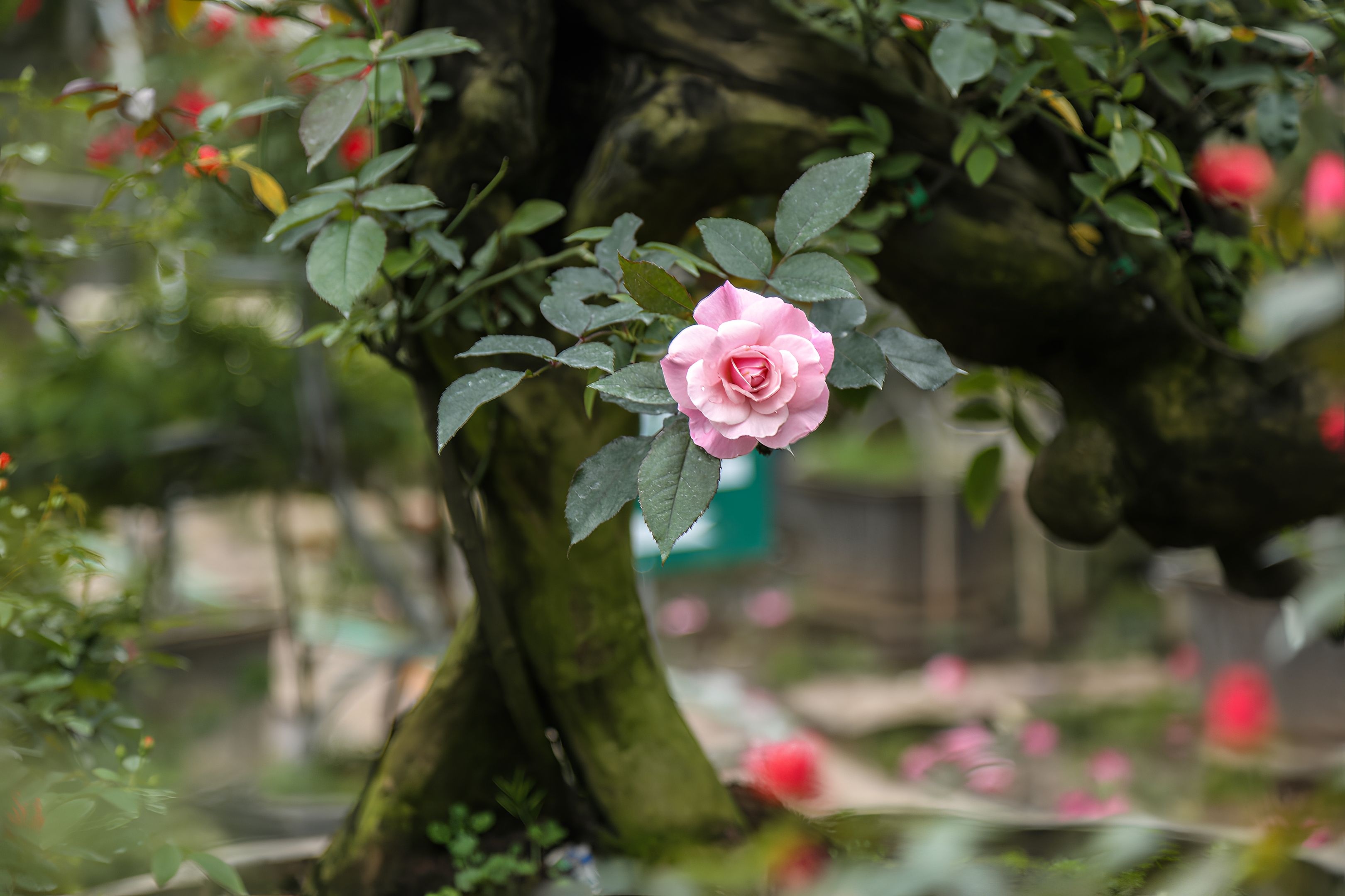 hoa hong bonsai anh 4