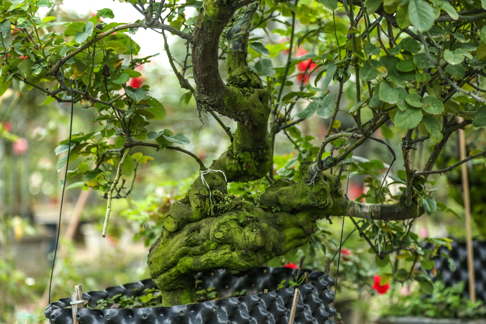 hoa hong bonsai anh 5