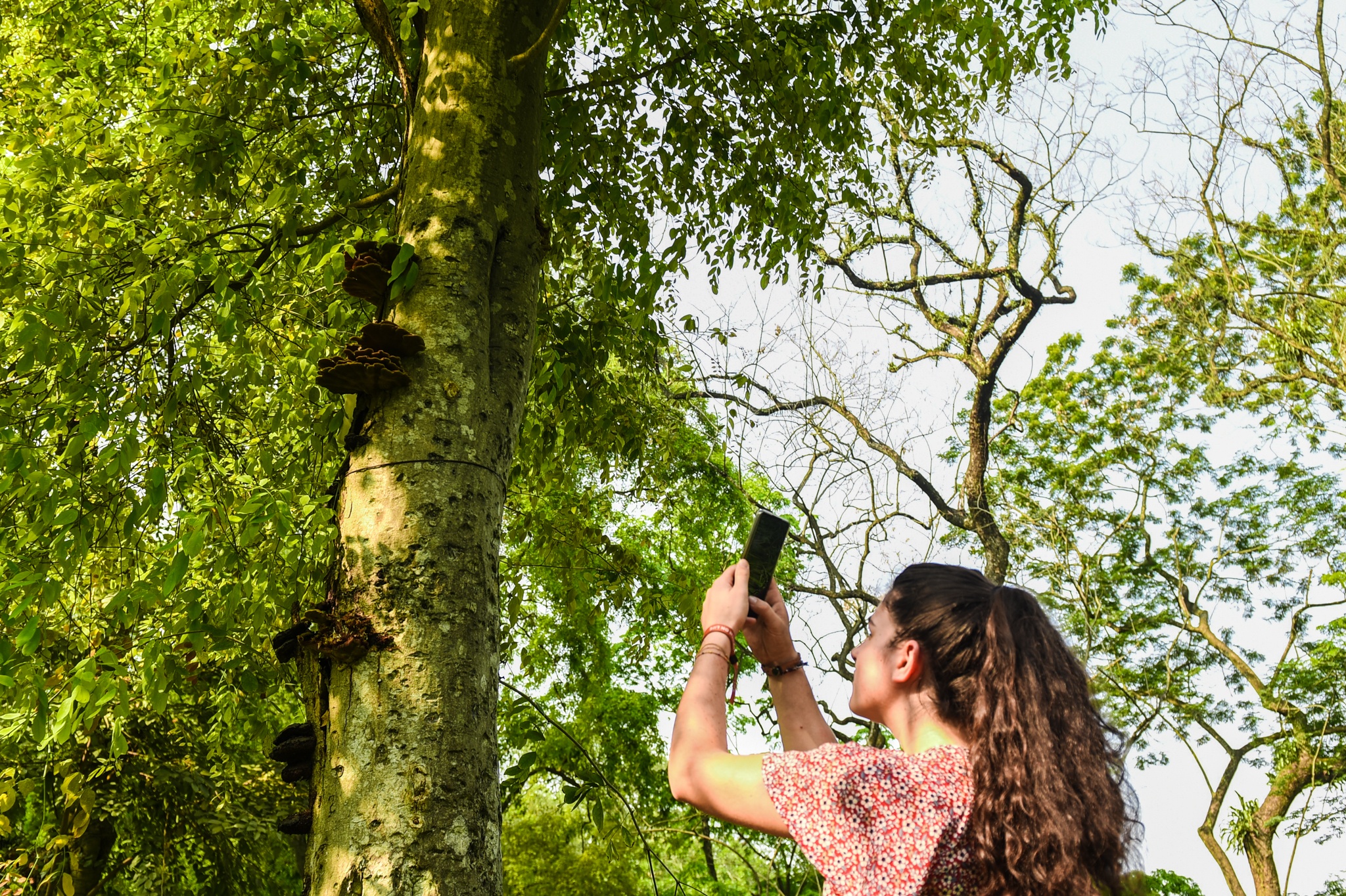 Cay co thu chet kho anh 10