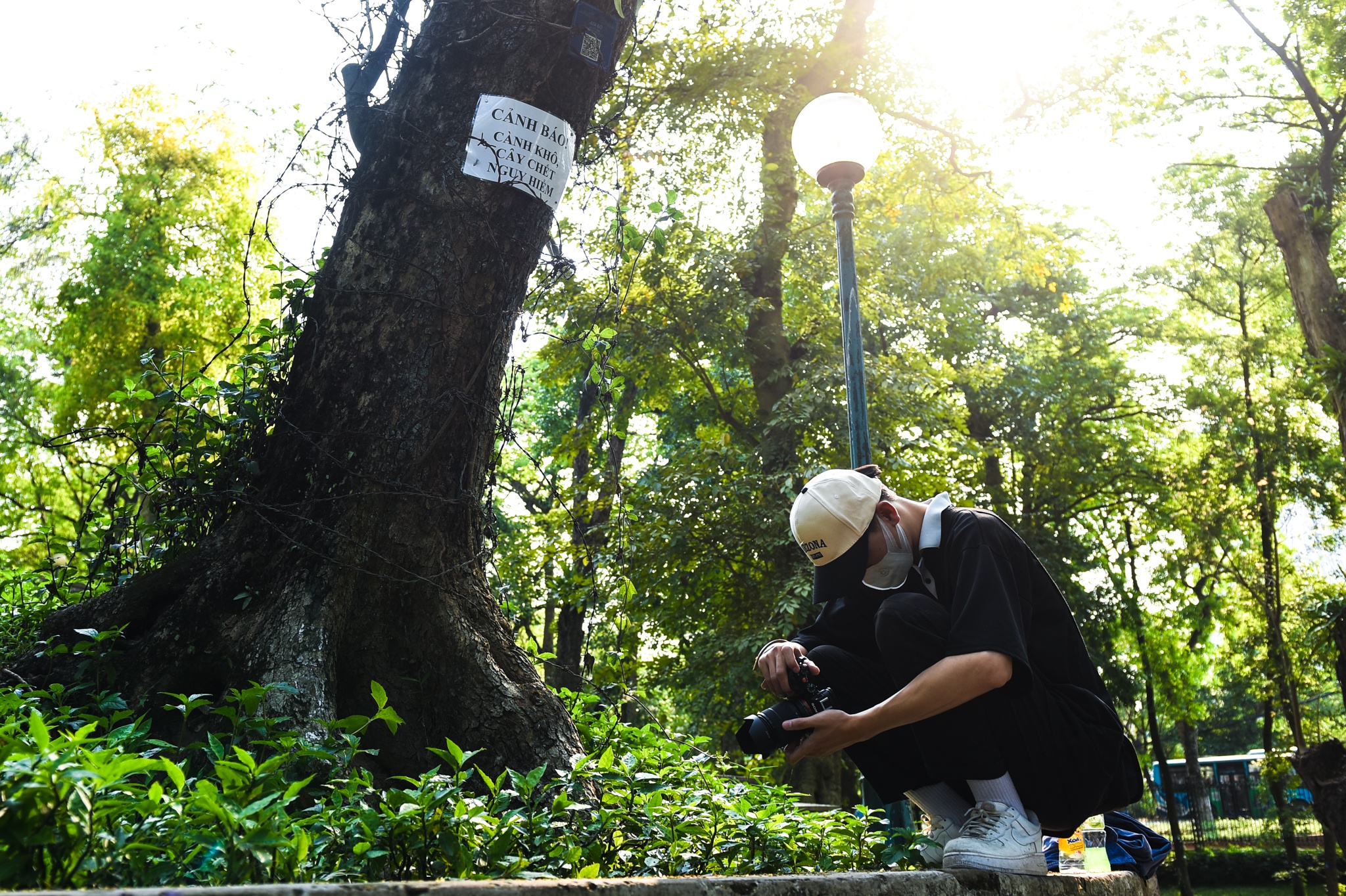 Cay co thu chet kho anh 11