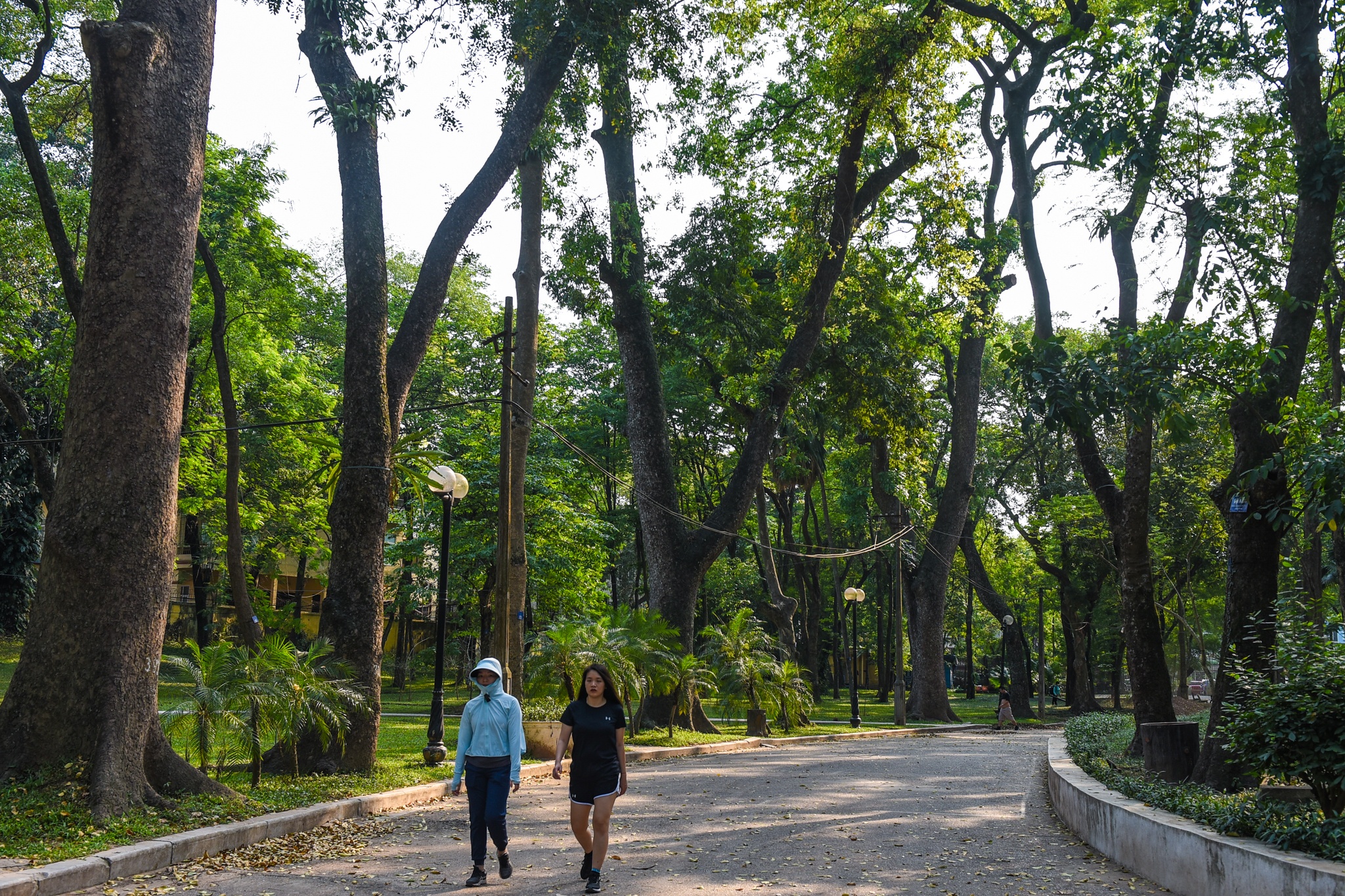 Cay co thu chet kho anh 1