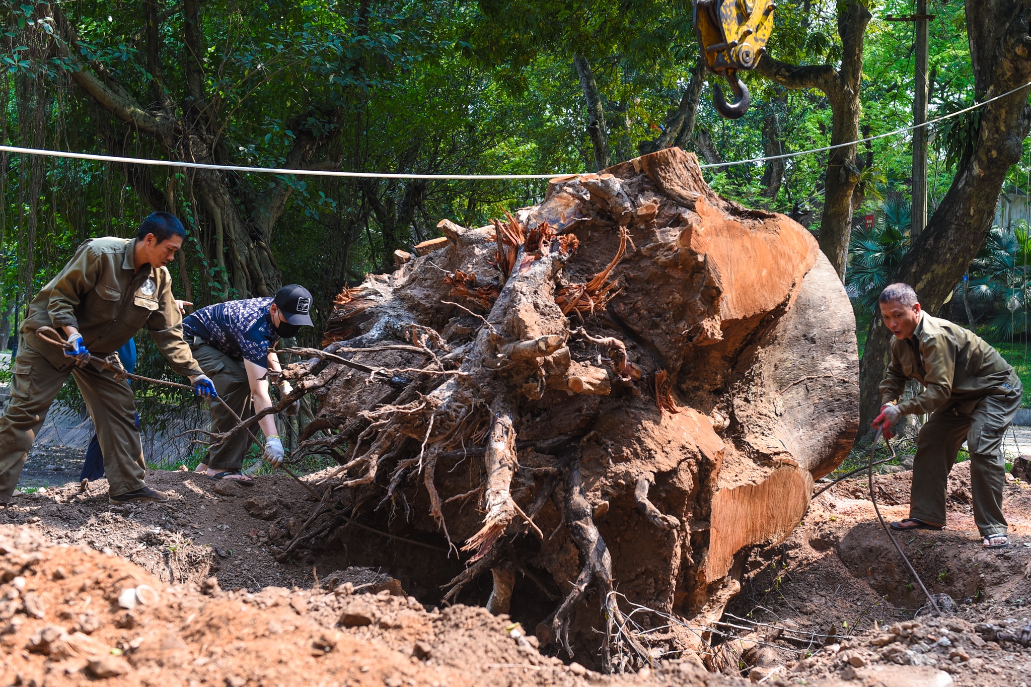 Chat bo loat cay co thu chet kho o Ha Noi hinh anh