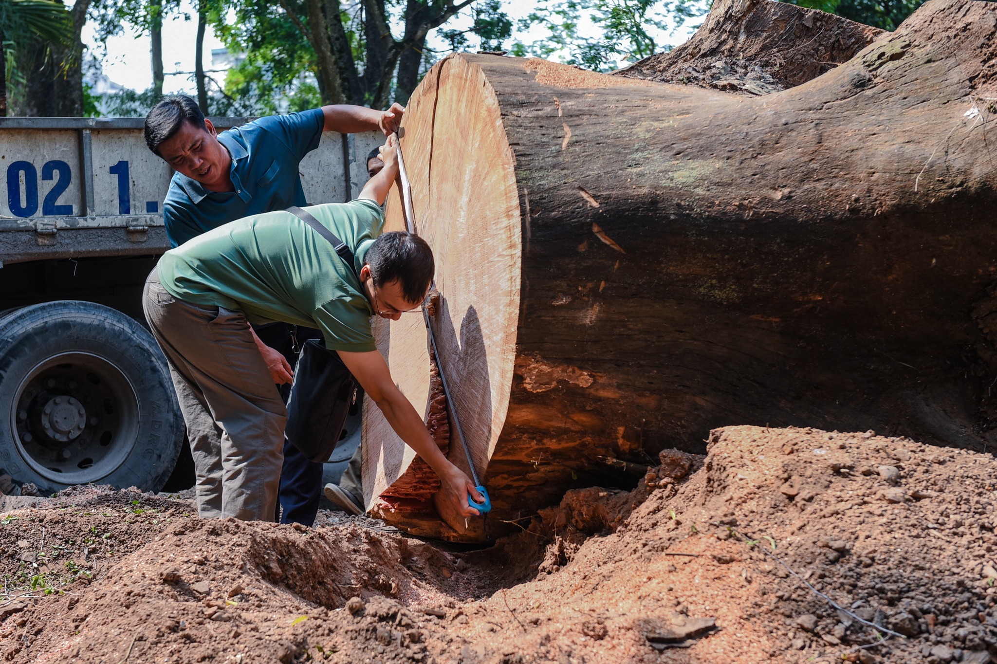 Cay co thu chet kho anh 3