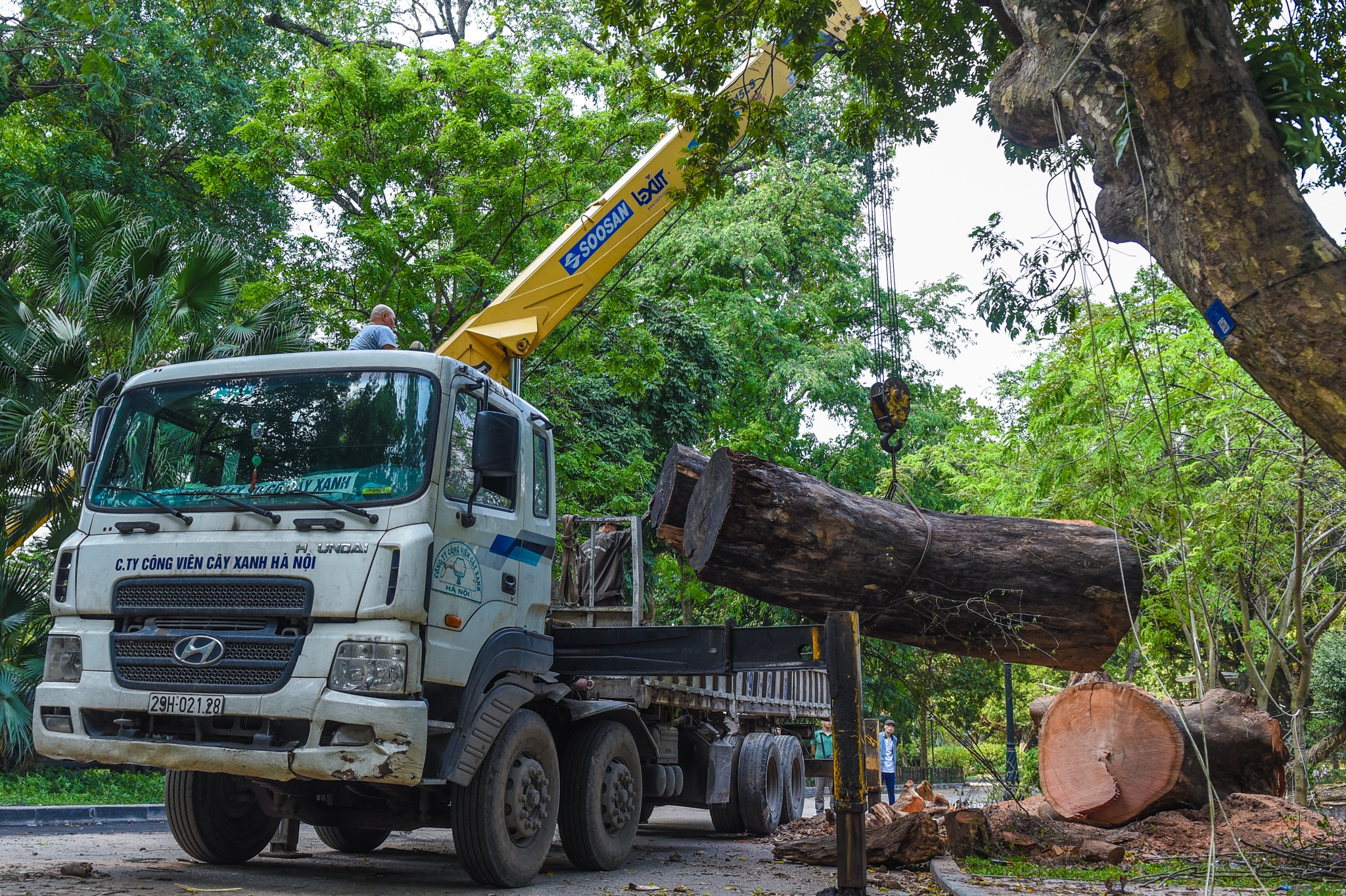 Cay co thu chet kho anh 4