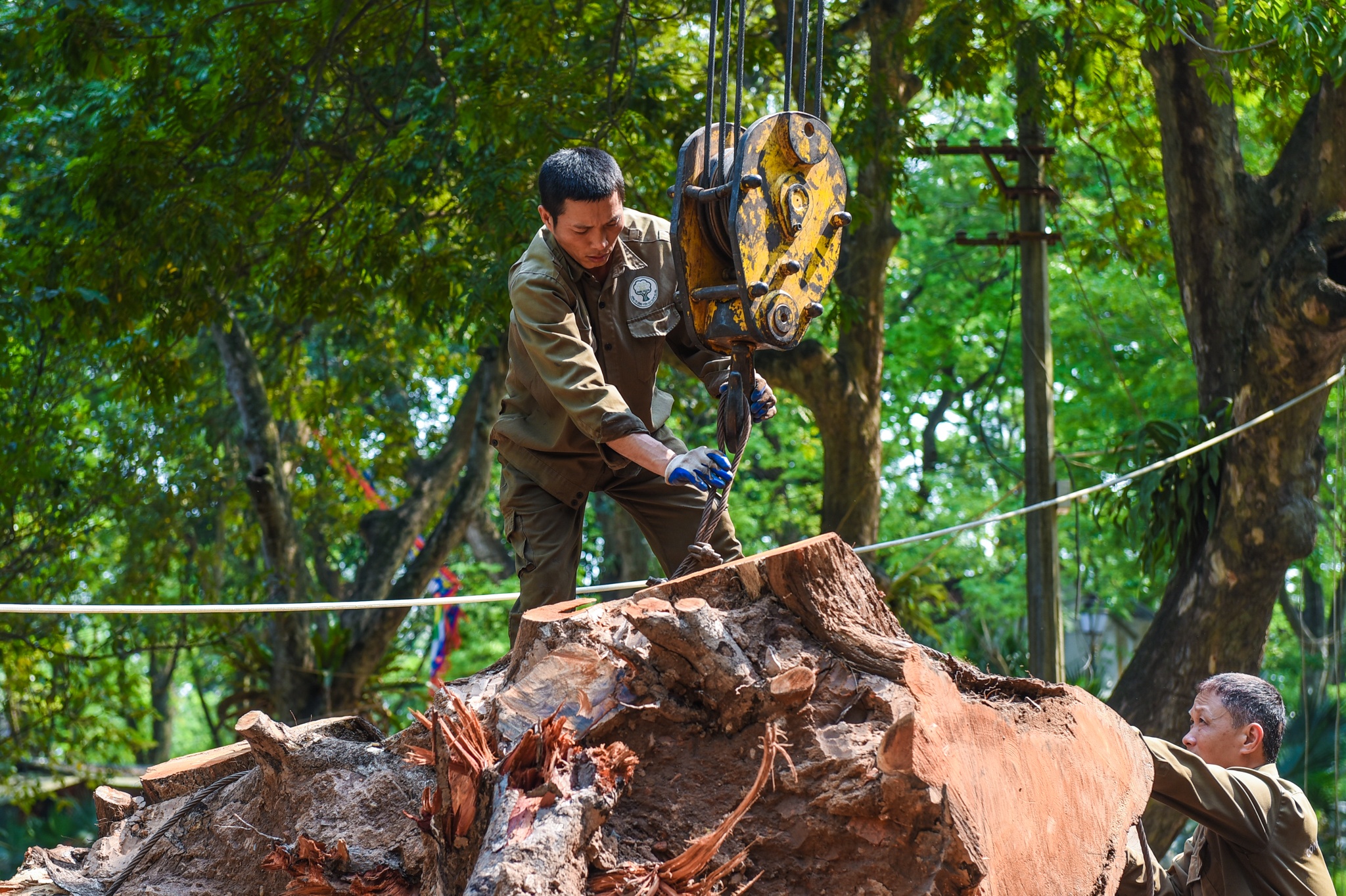 Cay co thu chet kho anh 5