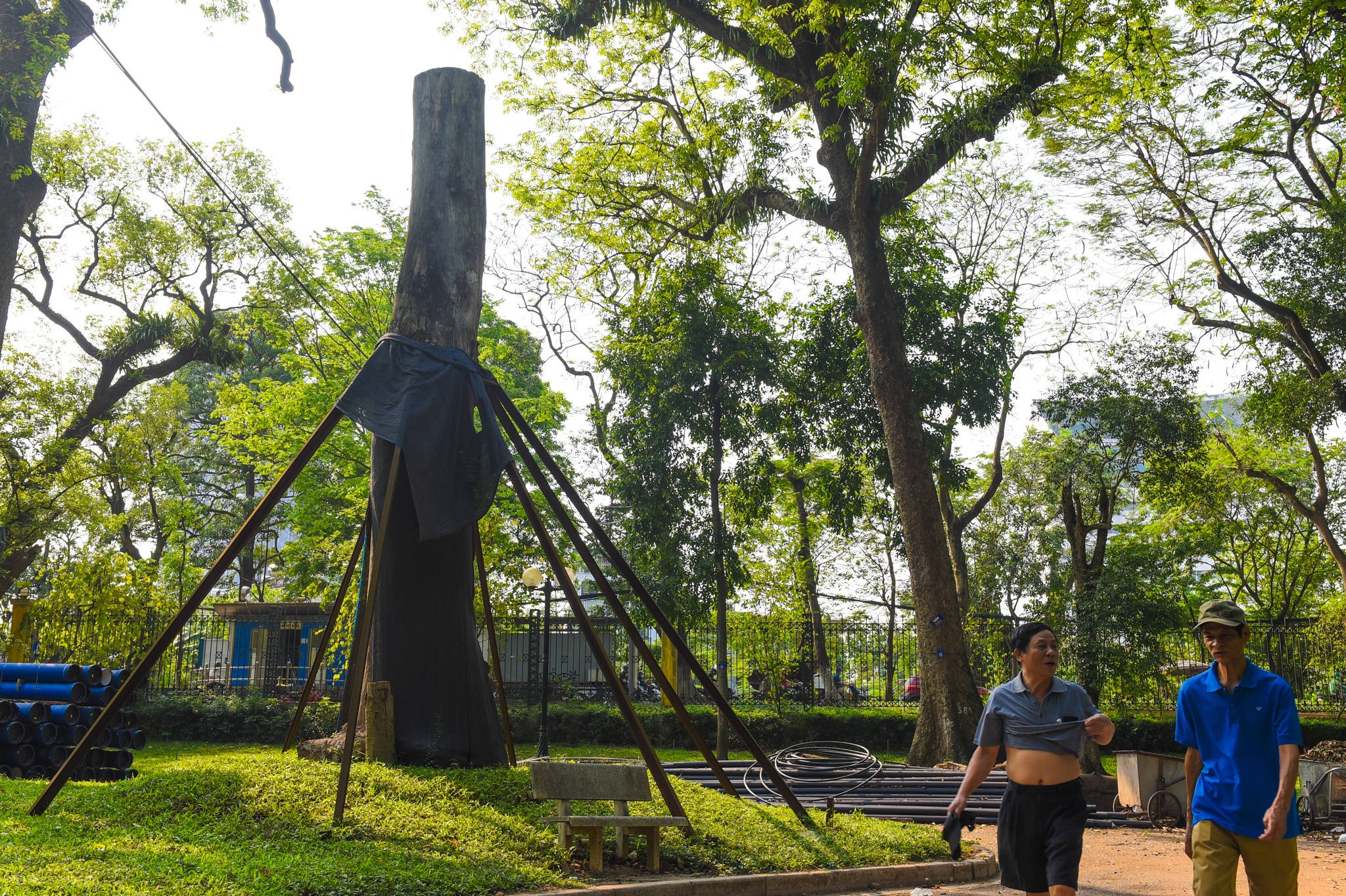 Cay co thu chet kho anh 6