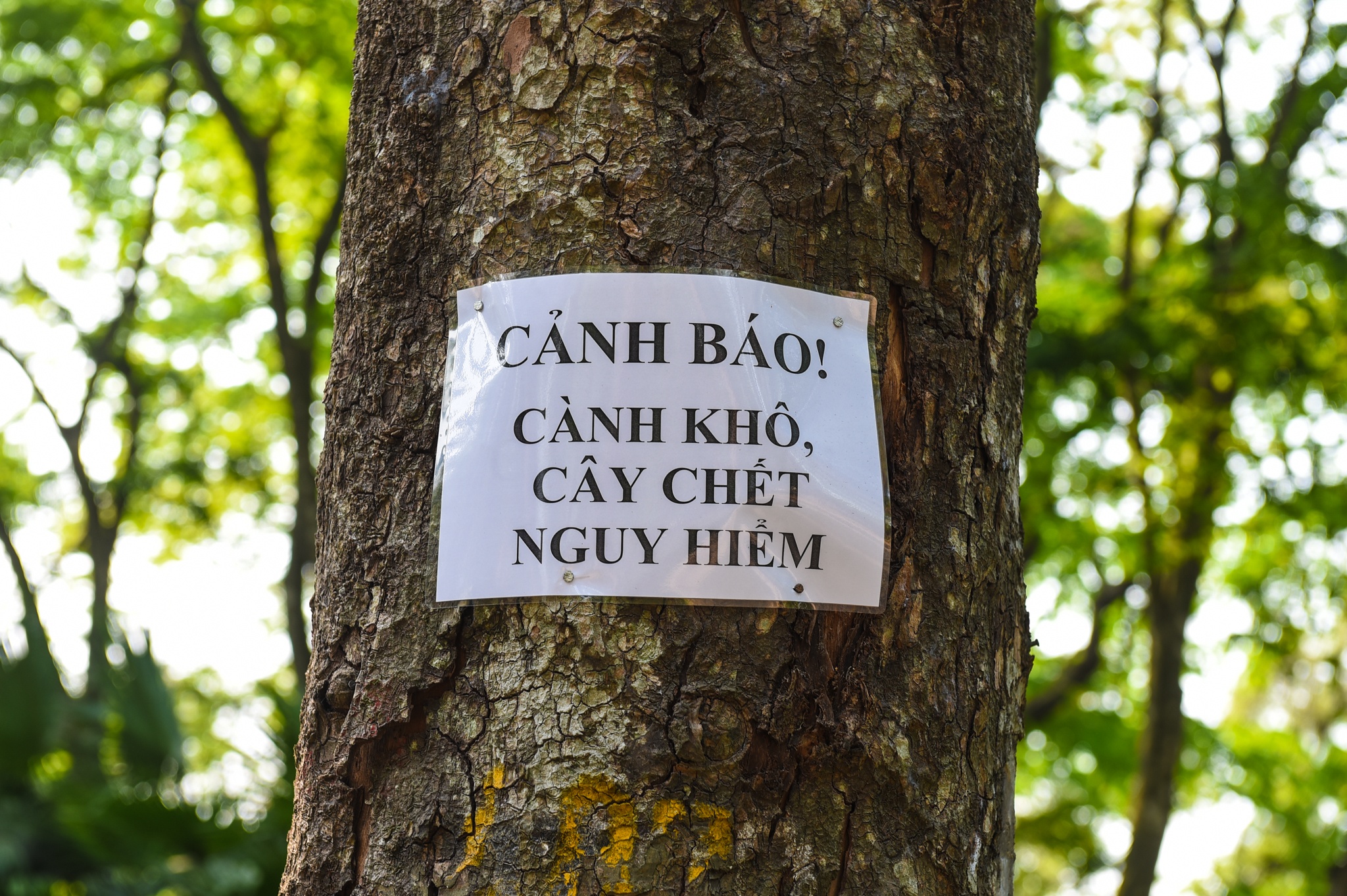 Cay co thu chet kho anh 7