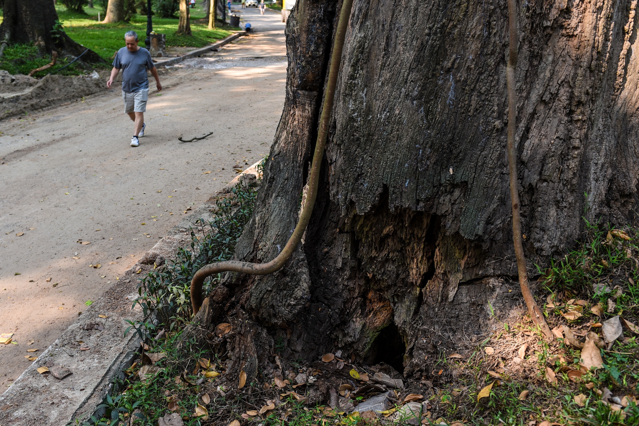 Cay co thu chet kho anh 8