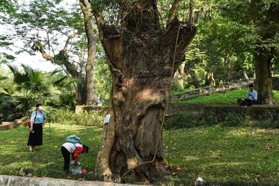 Cay co thu chet kho anh 9