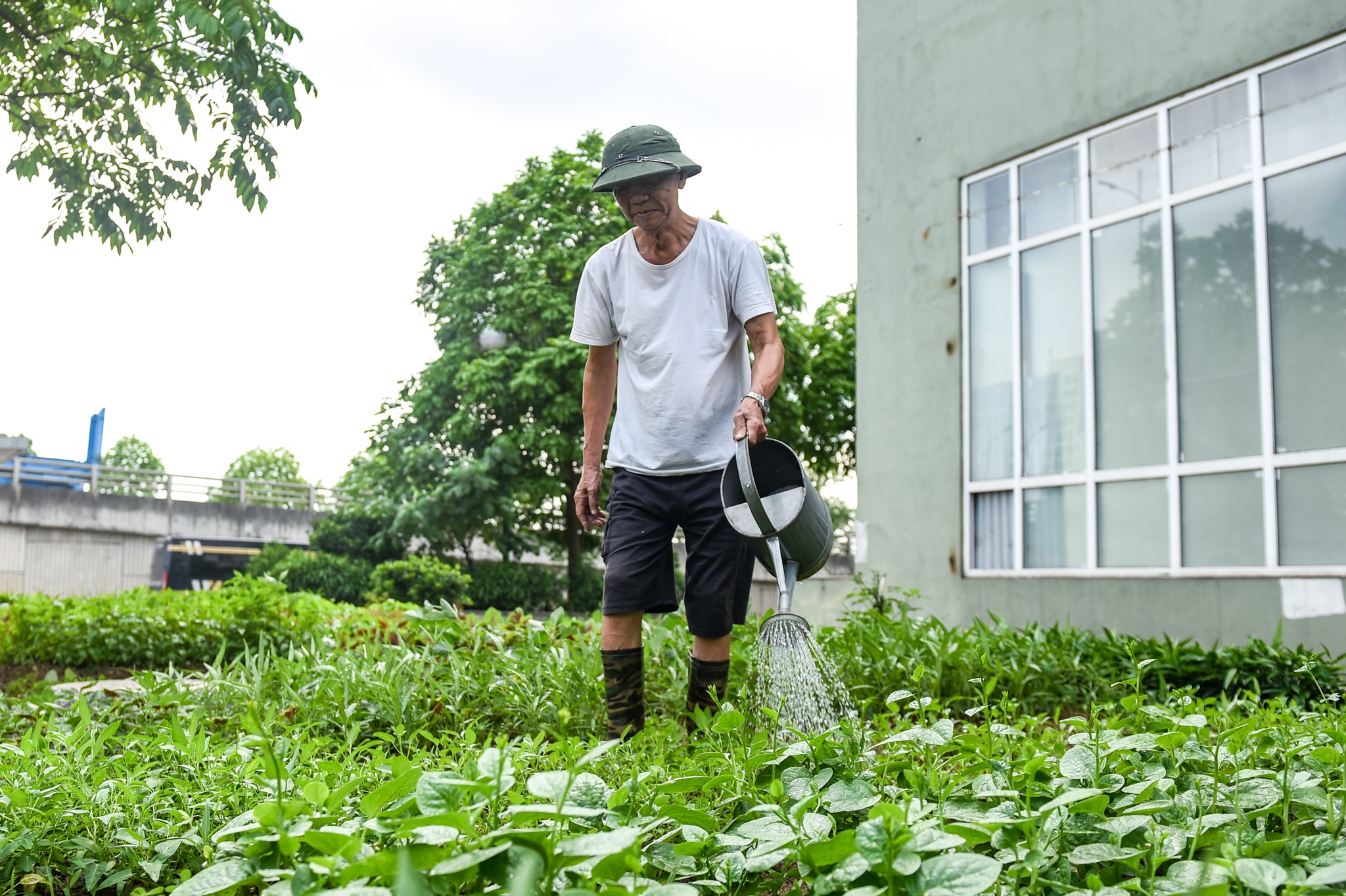 gian dan pho co anh 6