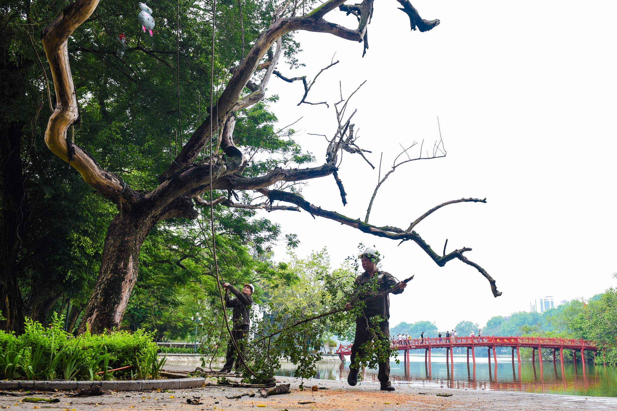 Chat ha cay sua do anh 6