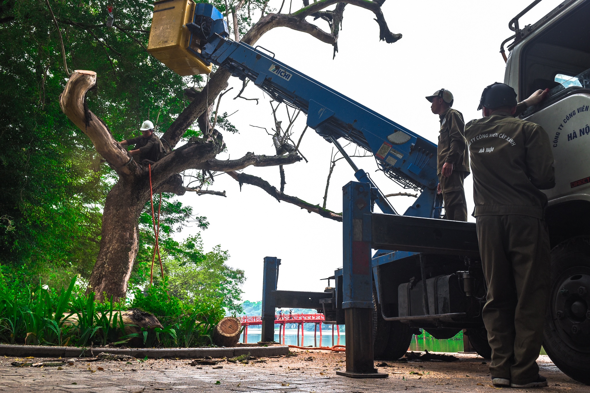 Chat ha cay sua do anh 1