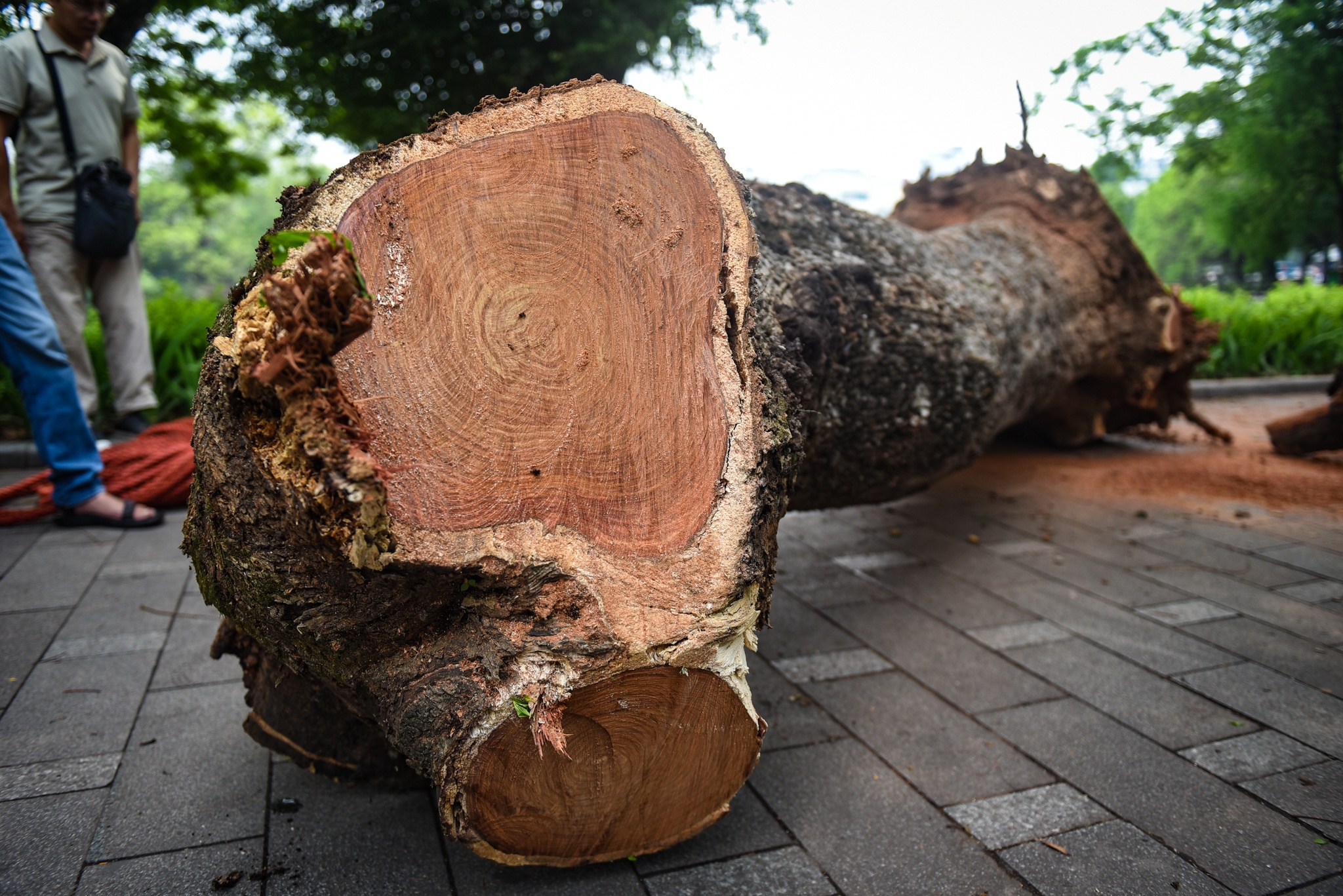 Chat ha cay sua do anh 9