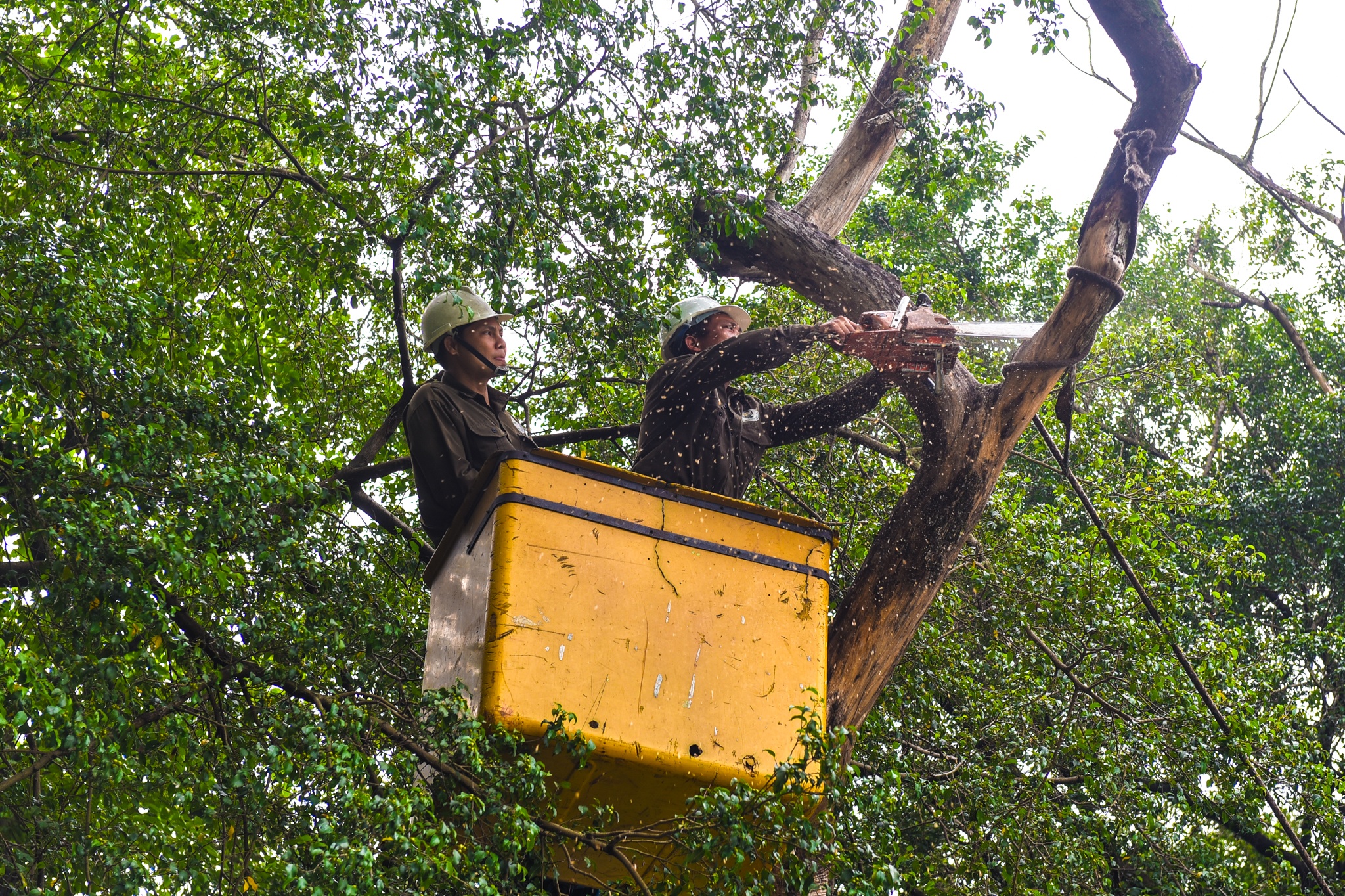 Chat ha cay sua do anh 2