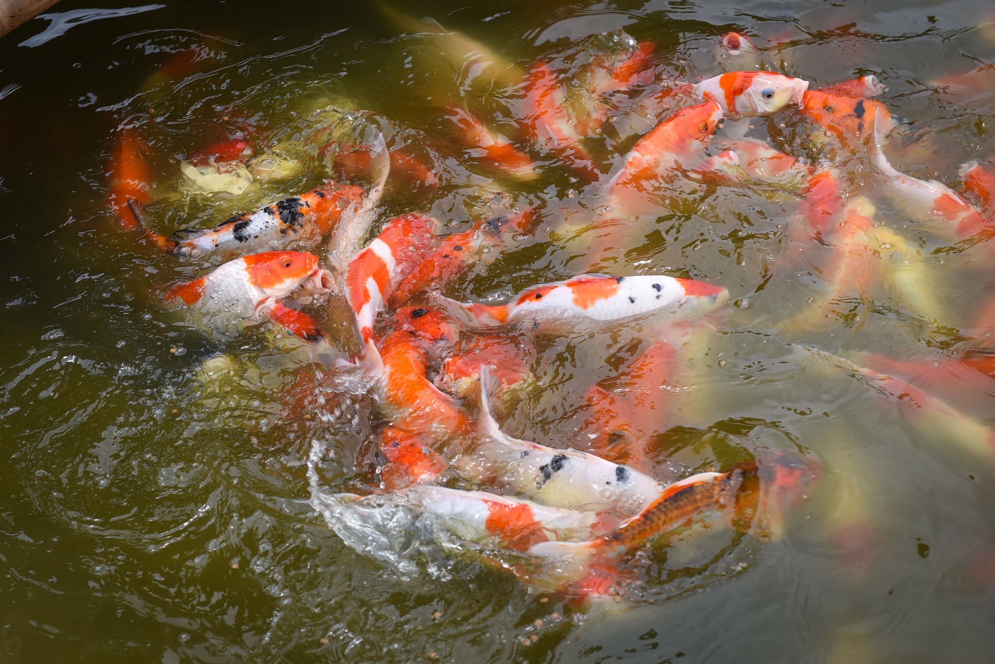 ca Koi o ho Tay anh 3