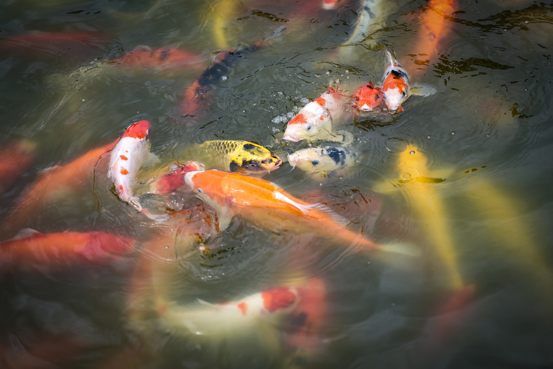 ca Koi o ho Tay anh 4