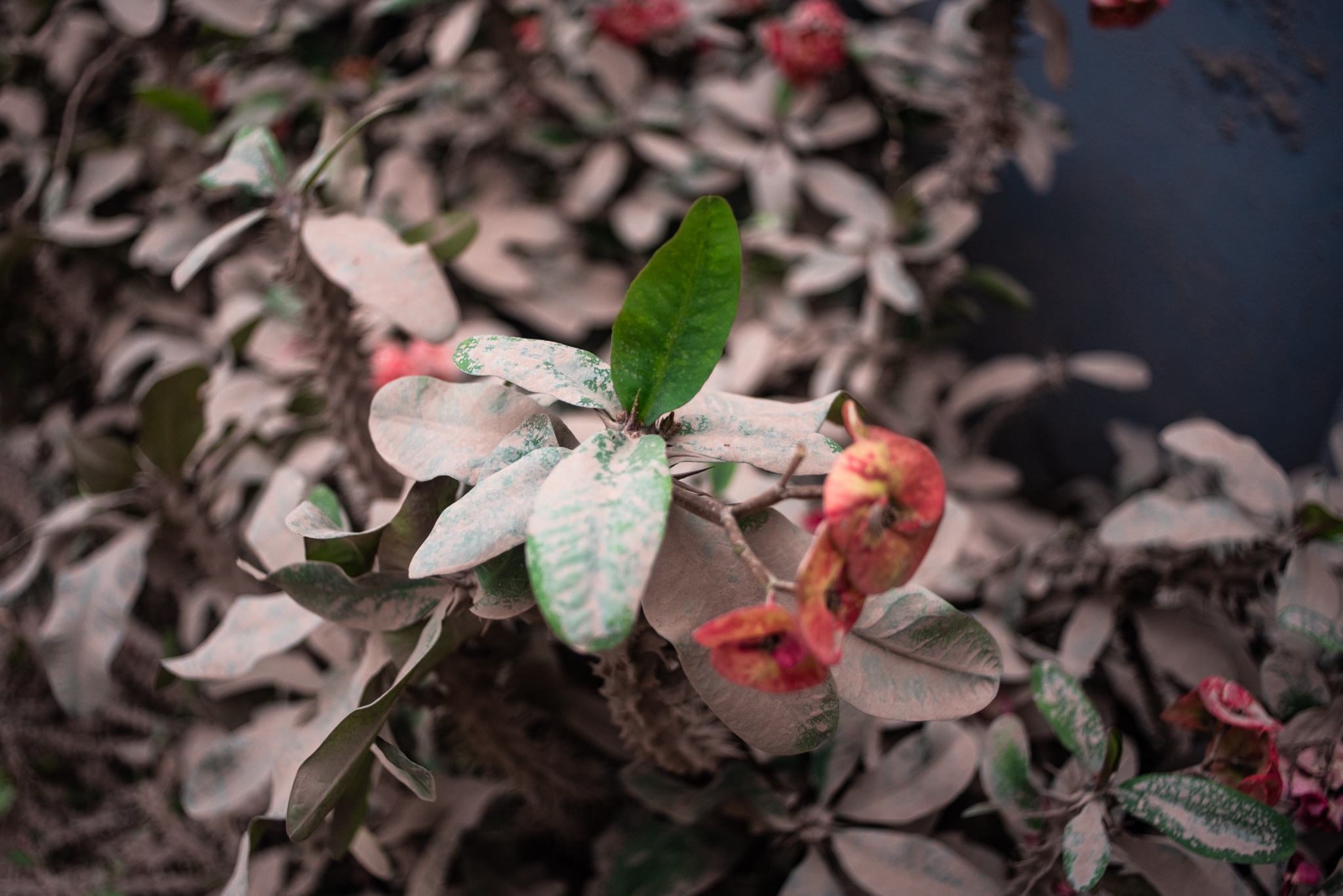 mo rong duong Au Co anh 7