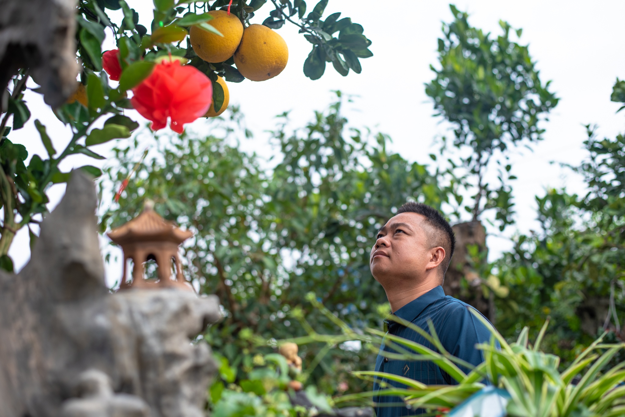 Bưởi cổ Tết Nguyên đán ảnh 10 Buoi co Tet Nguyen dan anh 10